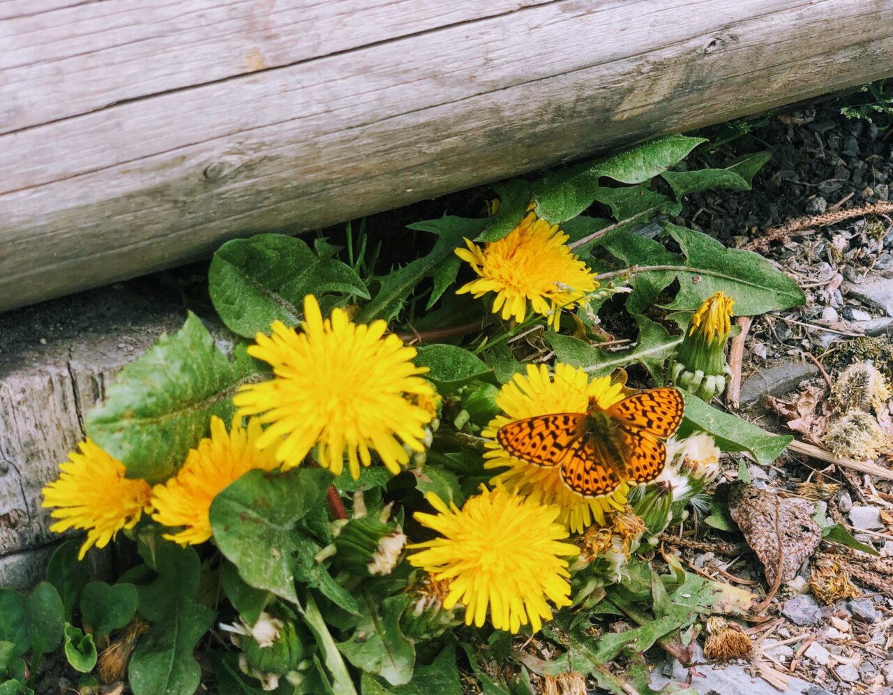 wanderung_enderlinhuette_