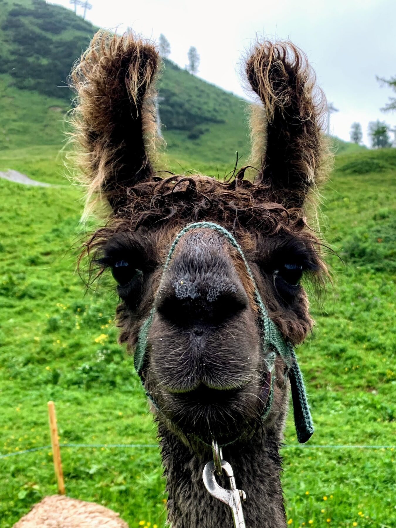 lamatrekking_malbun_