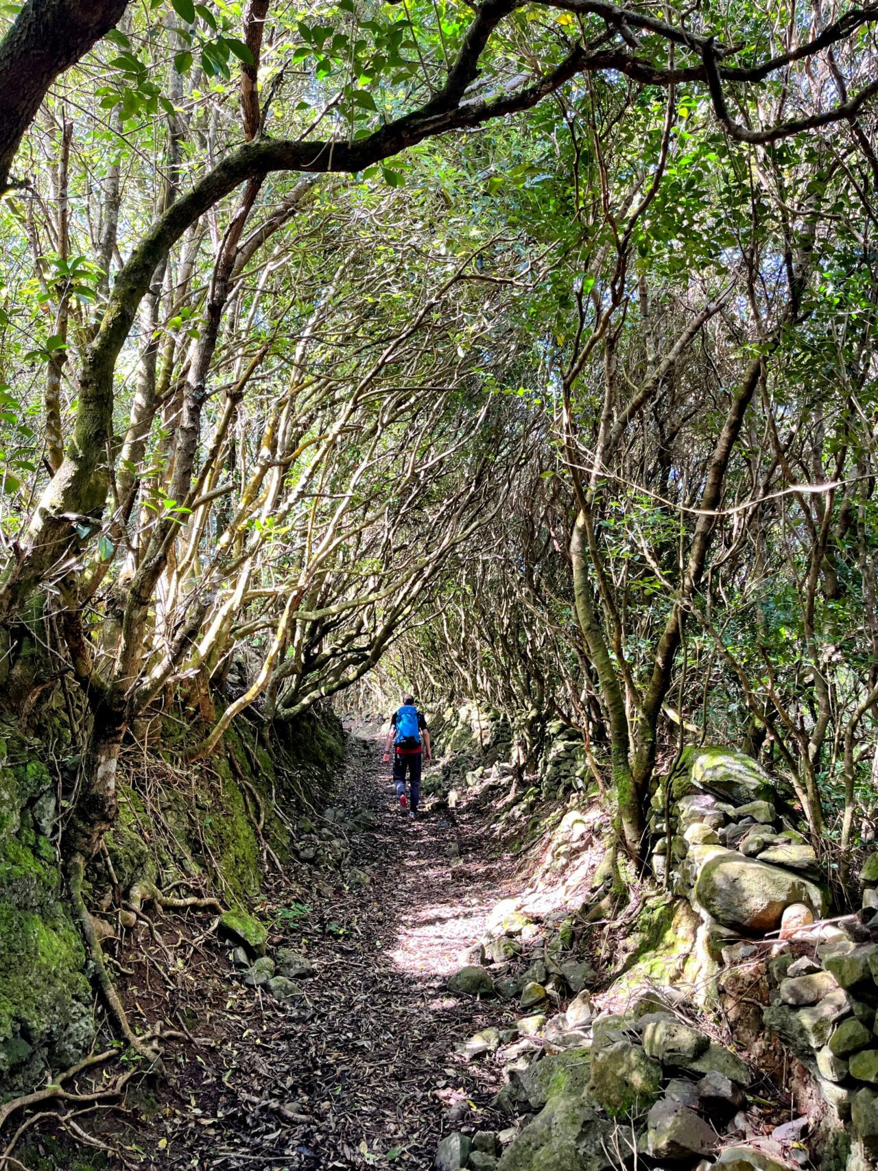 wanderung_ilha_a_pe_tag_3_lapa_norte_