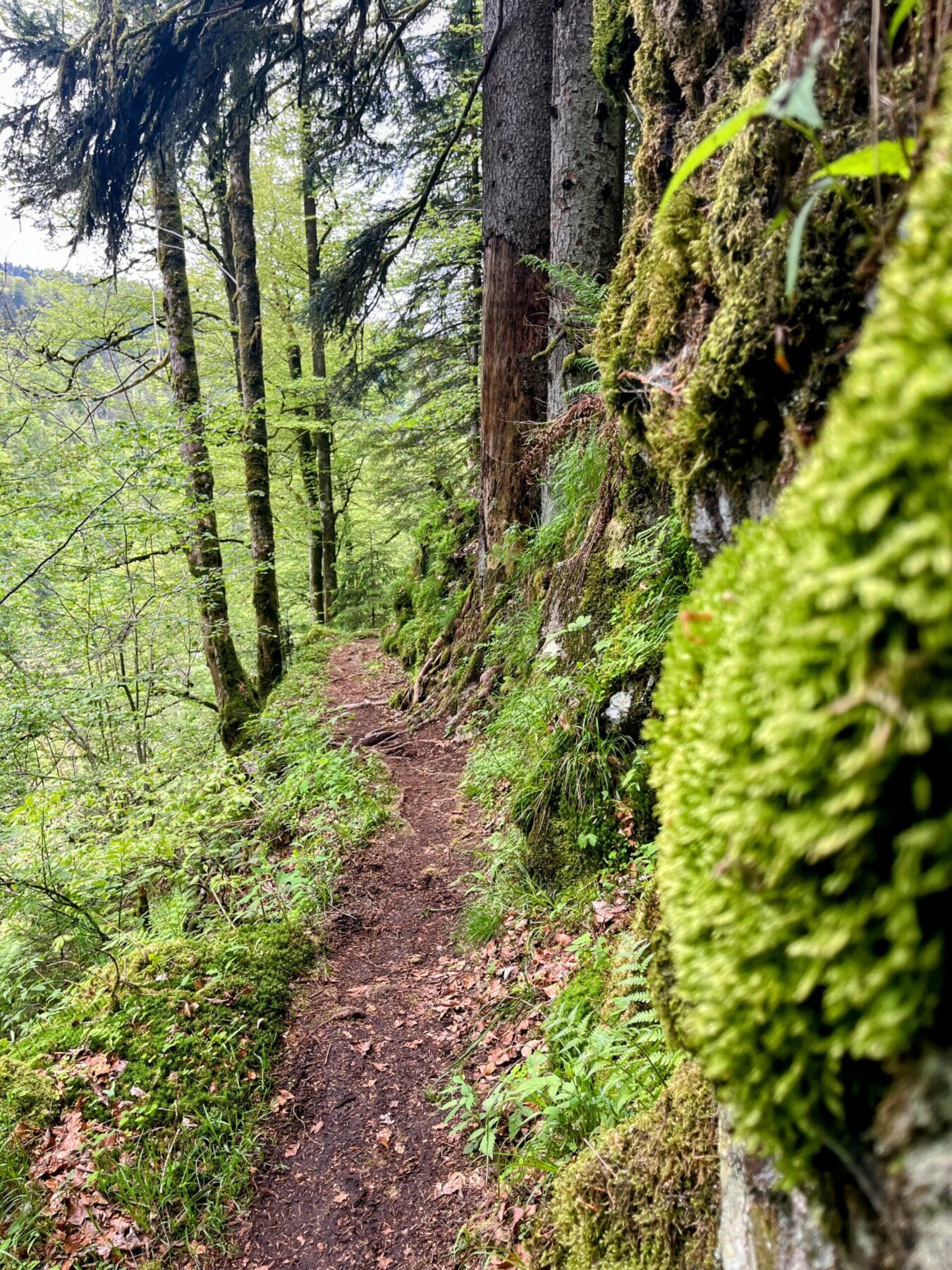 wanderung_schluchtensteig_schwarzwald_