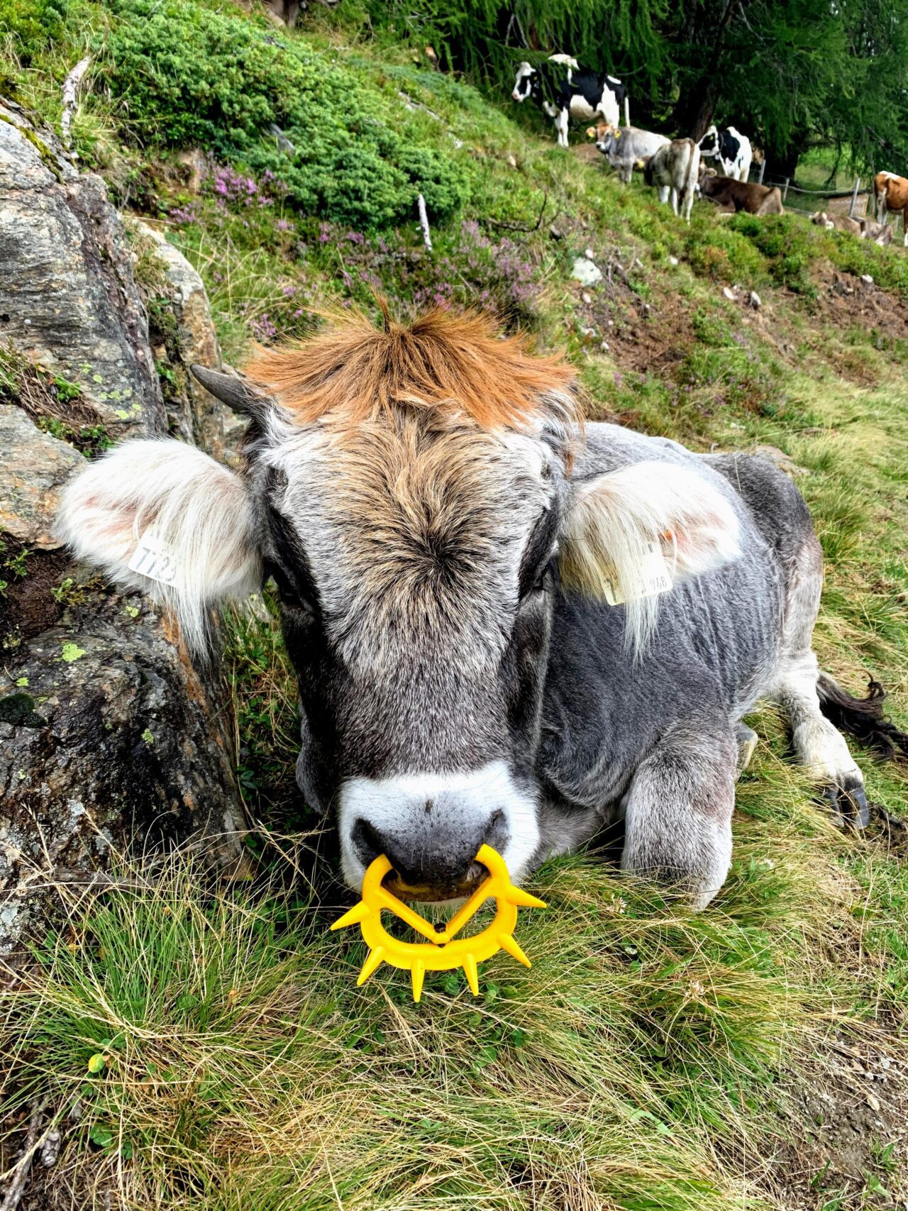 alpenueberquerung_mit_kindern_etappe_5_zams_wenns_