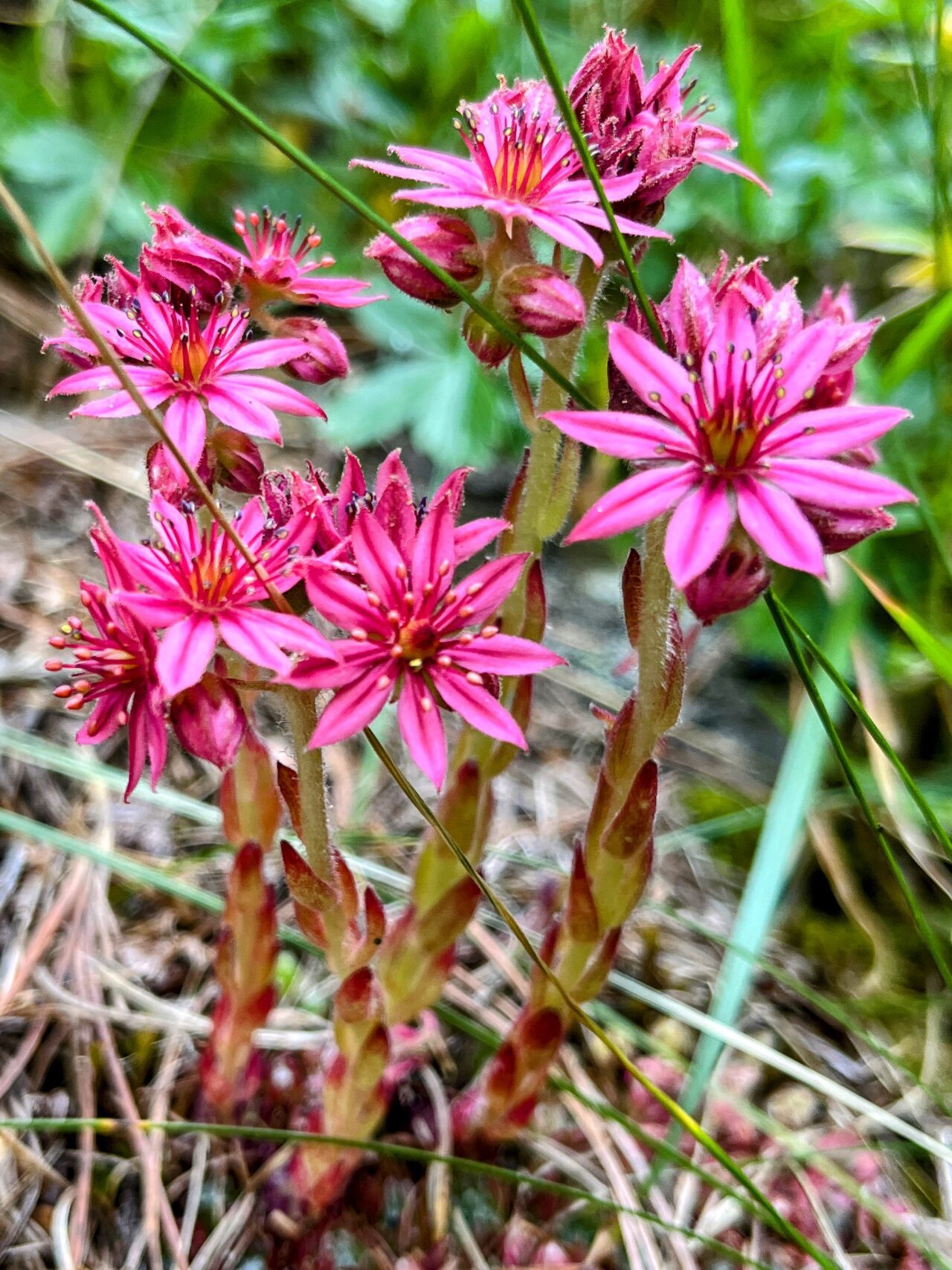 wanderung_brunnenkogelhaus_