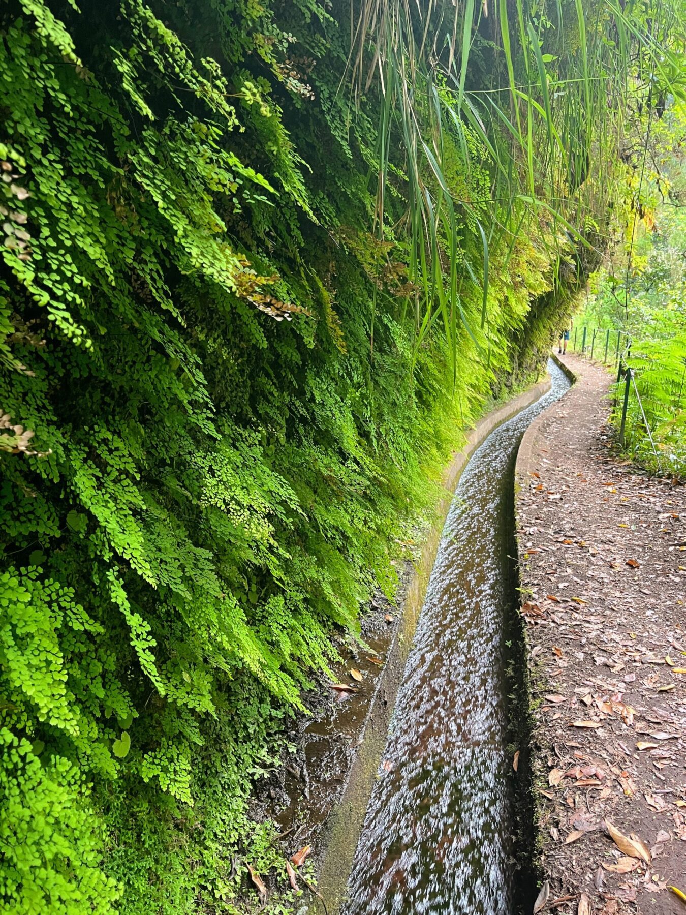 wanderung_levada_do_rei_pr18_