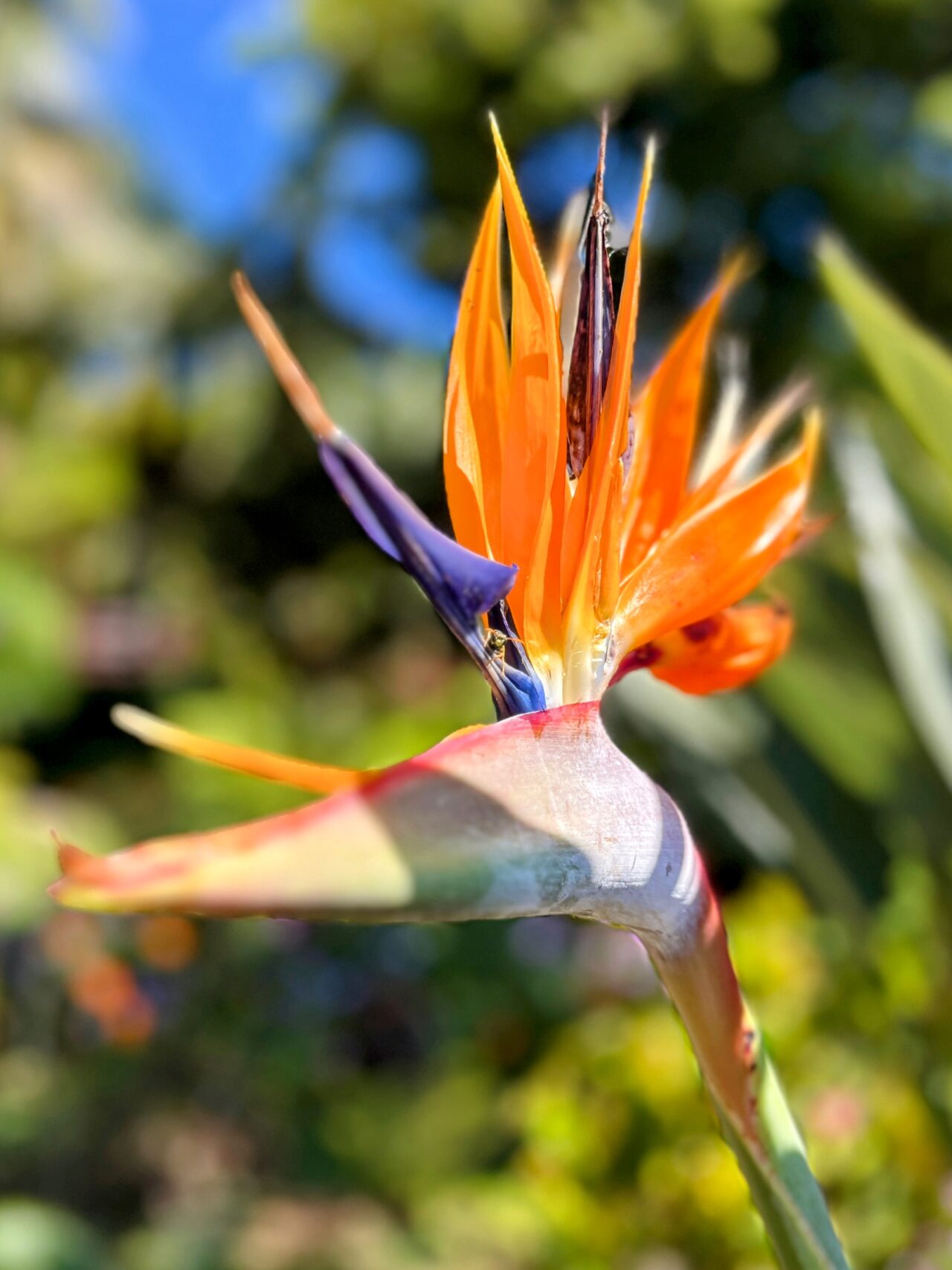 wanderung_monte_botanischer_garten_funchal_