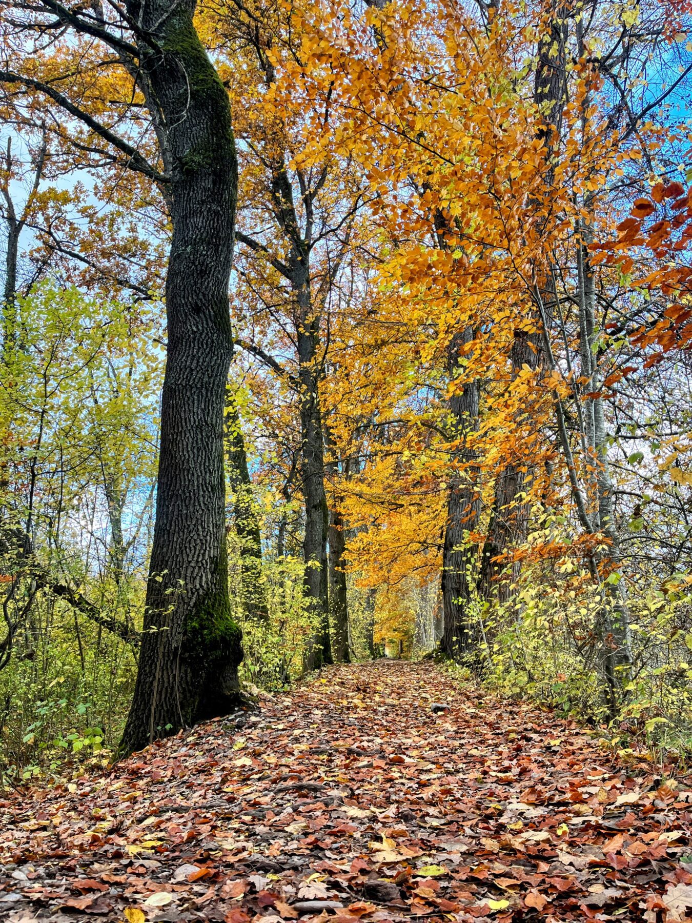 wanderung_trans_swiss_trail_etappe_10_11_bern_worb_lützelflüh_