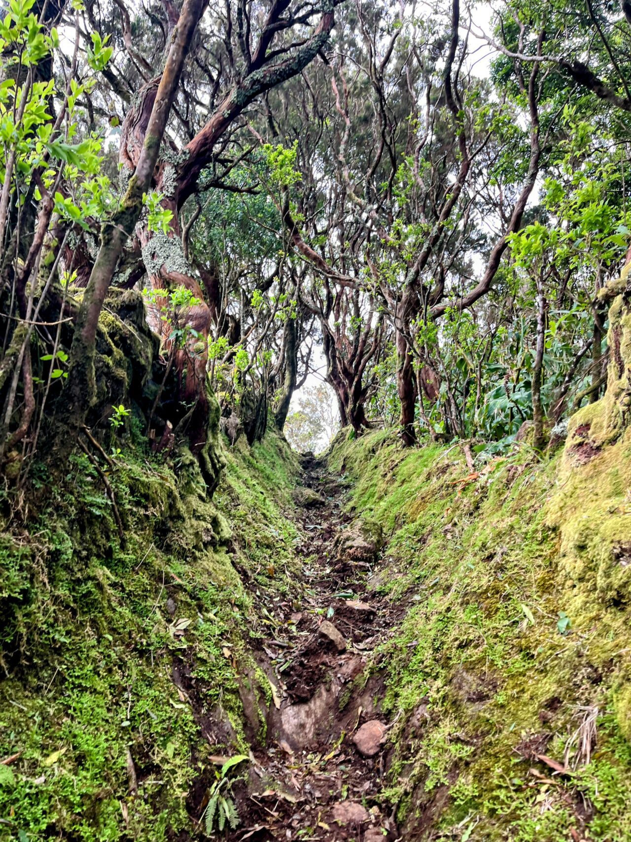 wanderung_ilha_a_pe_tag_4_norte_baia_do_raposo_