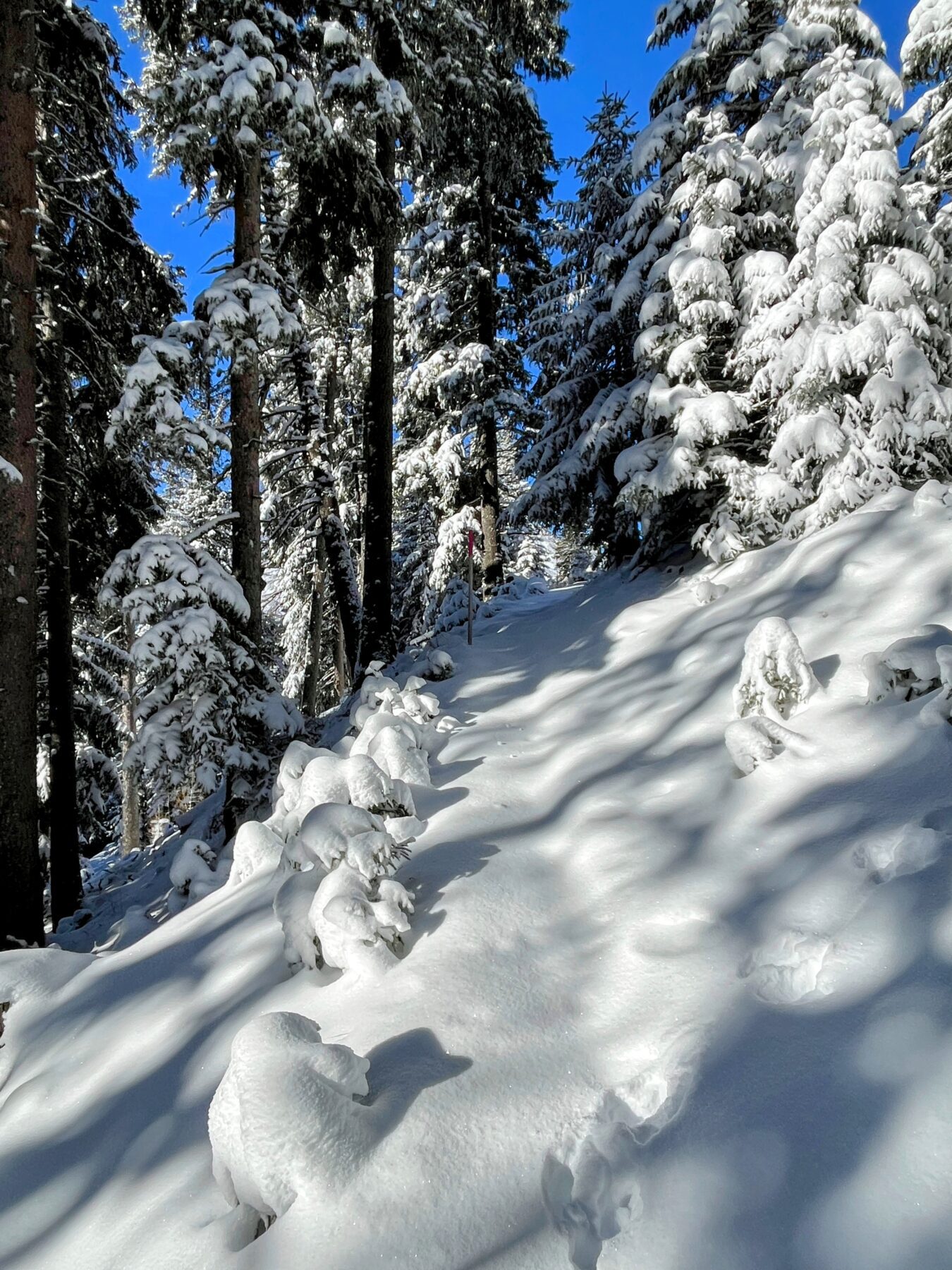 schneeschuhtour_alp_flix_573_schweizmobil__IMG_6259