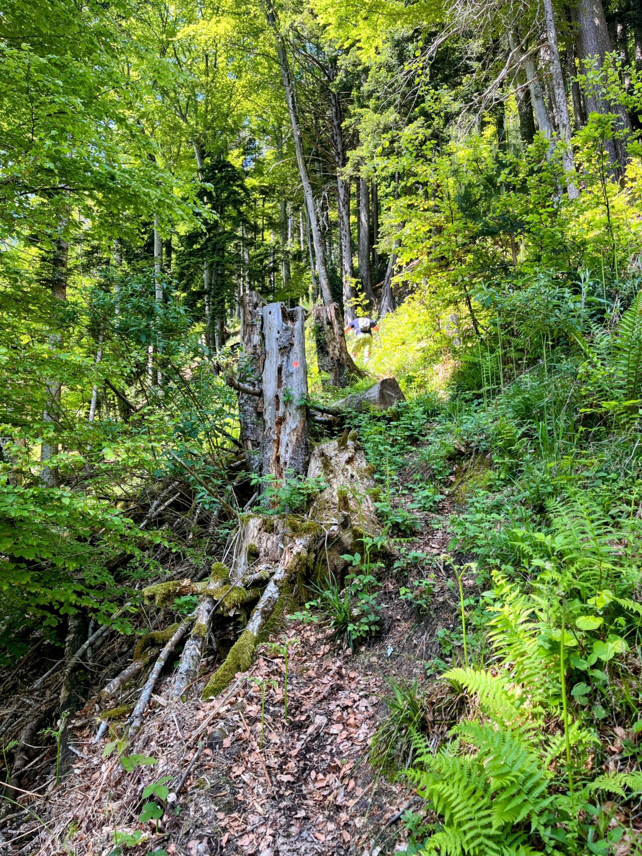 wanderung_brunnen_urmiberg_schwand_stockflue_