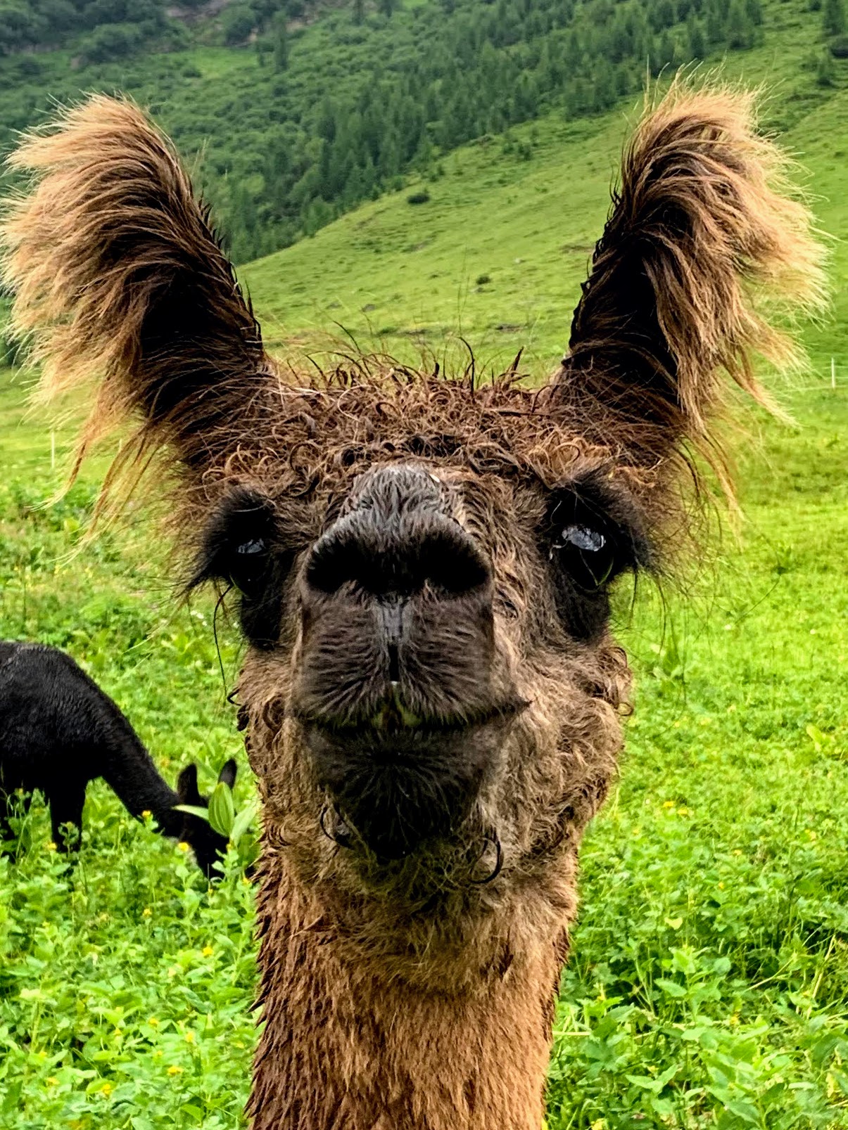 lamatrekking_malbun_