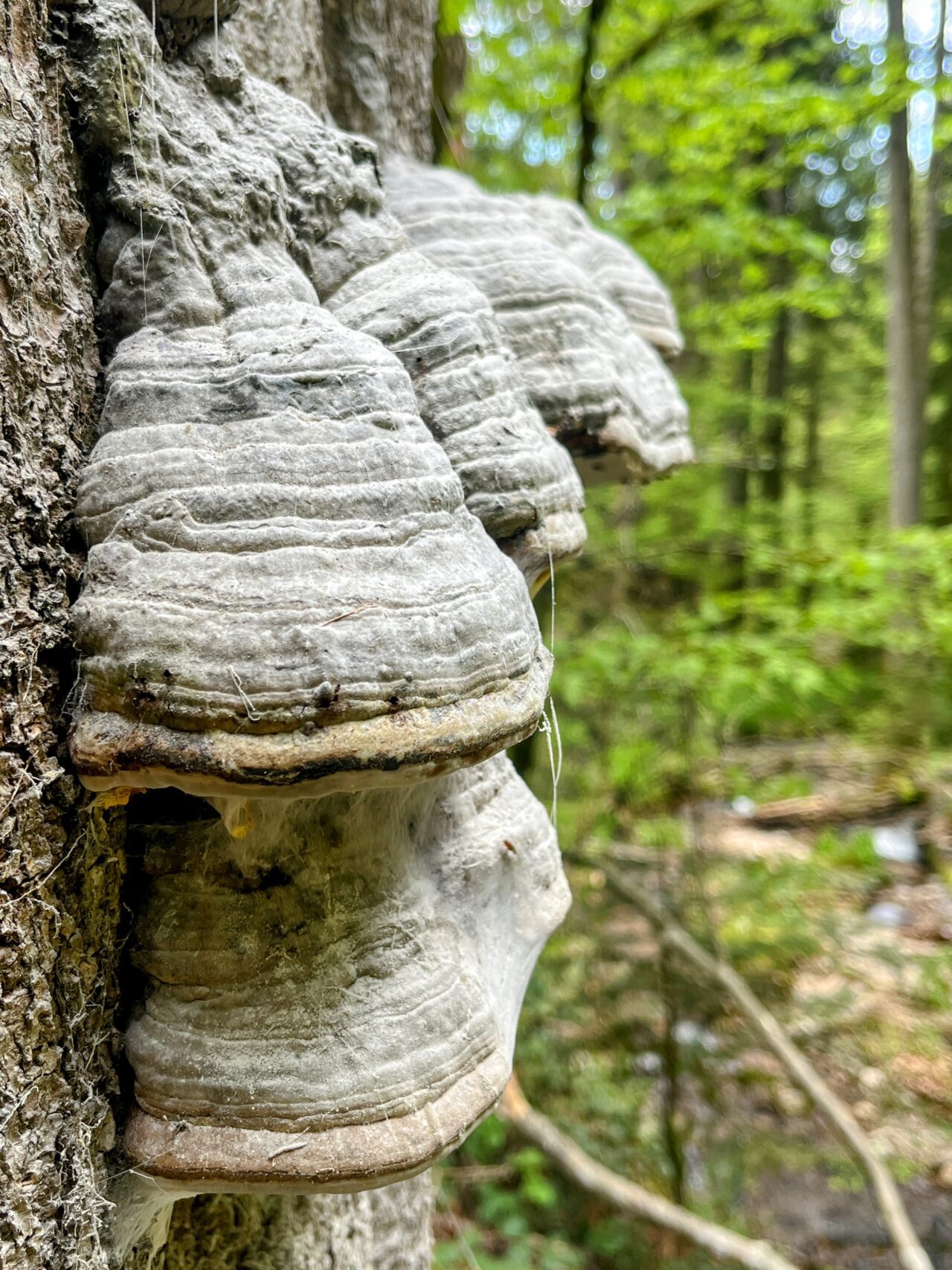 wanderung_schluchtensteig_schwarzwald_