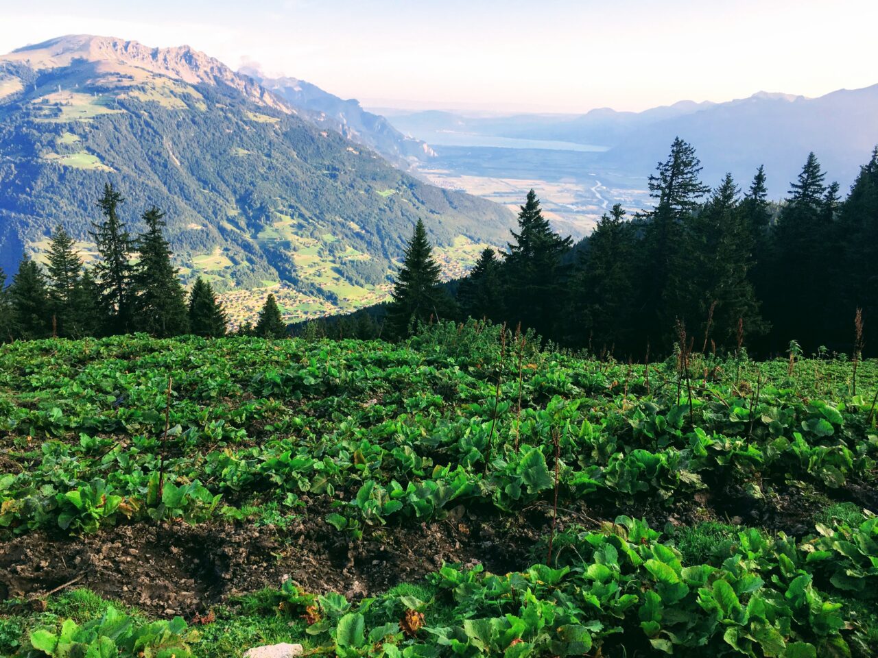 tour_du_dents_du_midi