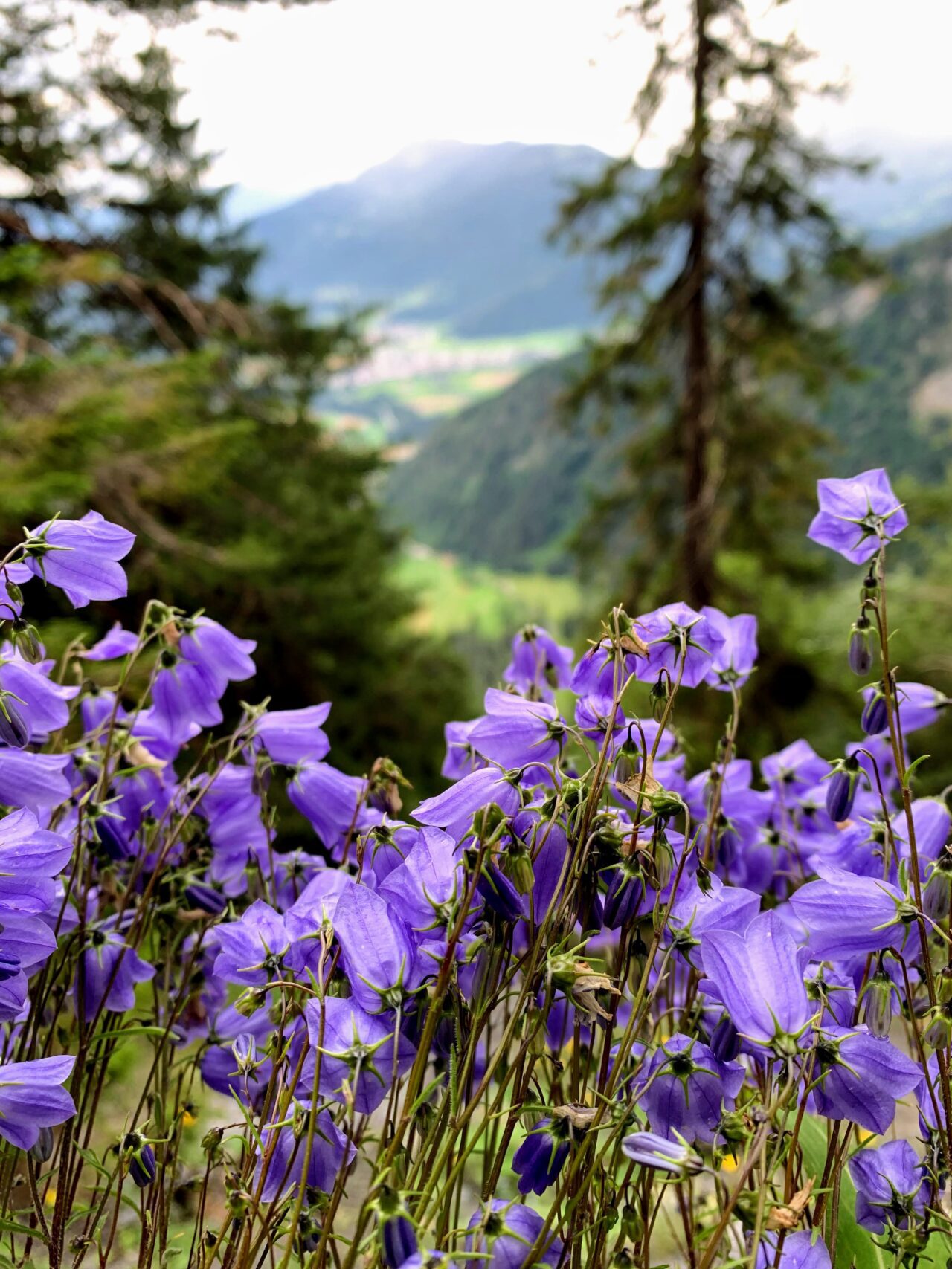 wanderung_ringelspitzhuette_