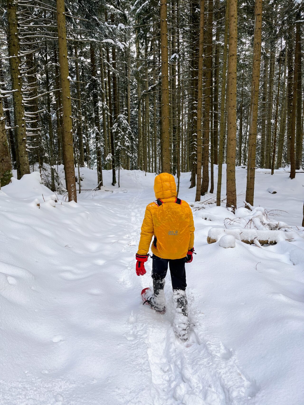 schneeschuhtour_sattelegg_