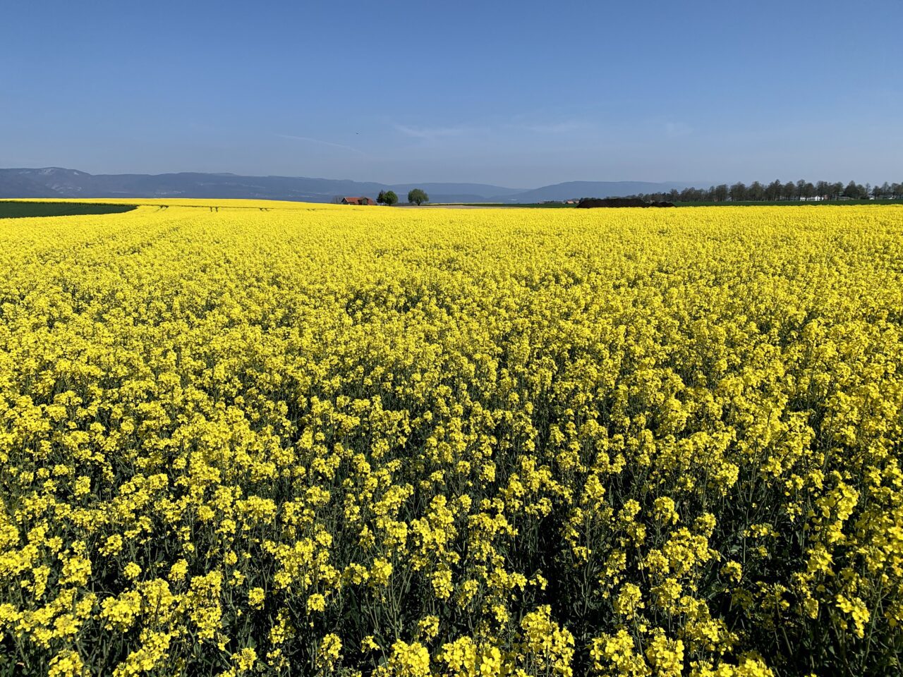 velotour_mittellandroute_avenches_yverdon__IMG_7689