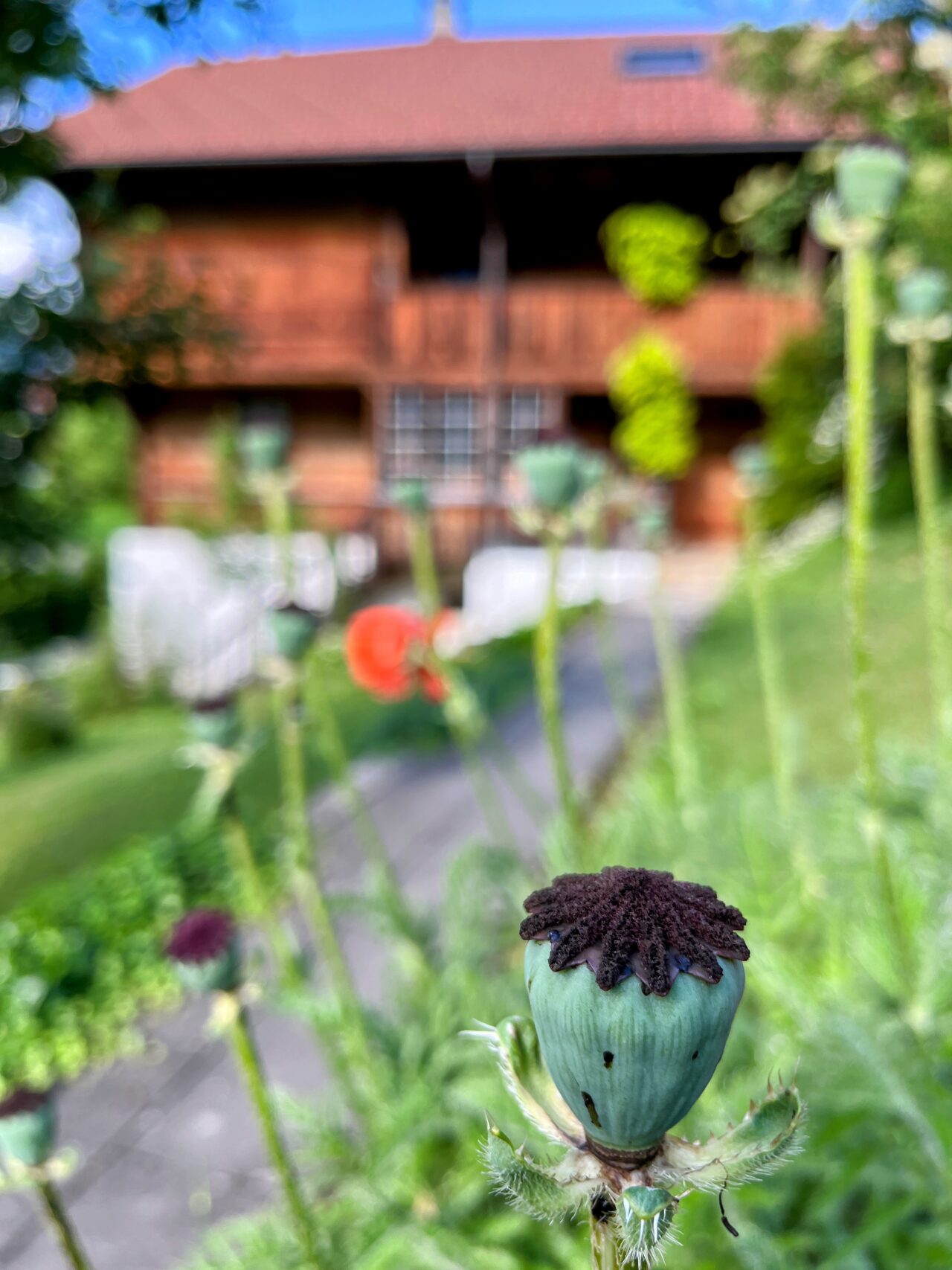 trans_swiss_trail_giswil_flüeli_ranft_