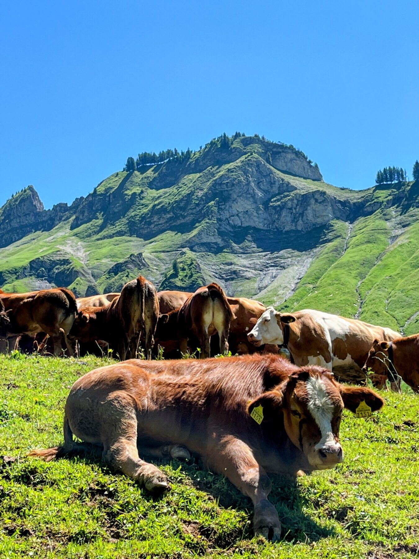 wanderung_brienzer_rothorn_