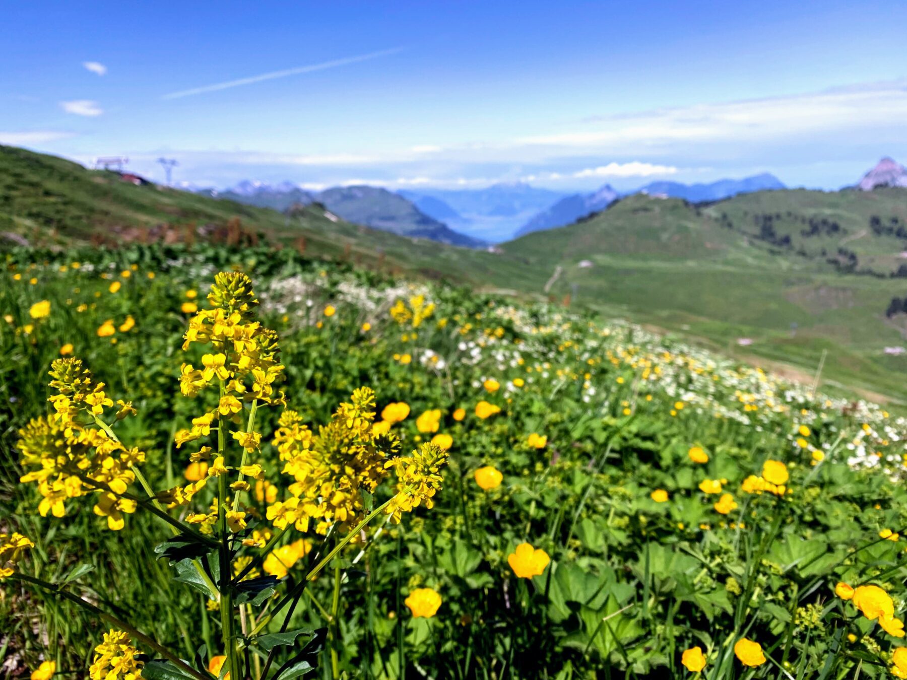 wanderung_7_egg_hoch_ybrig_