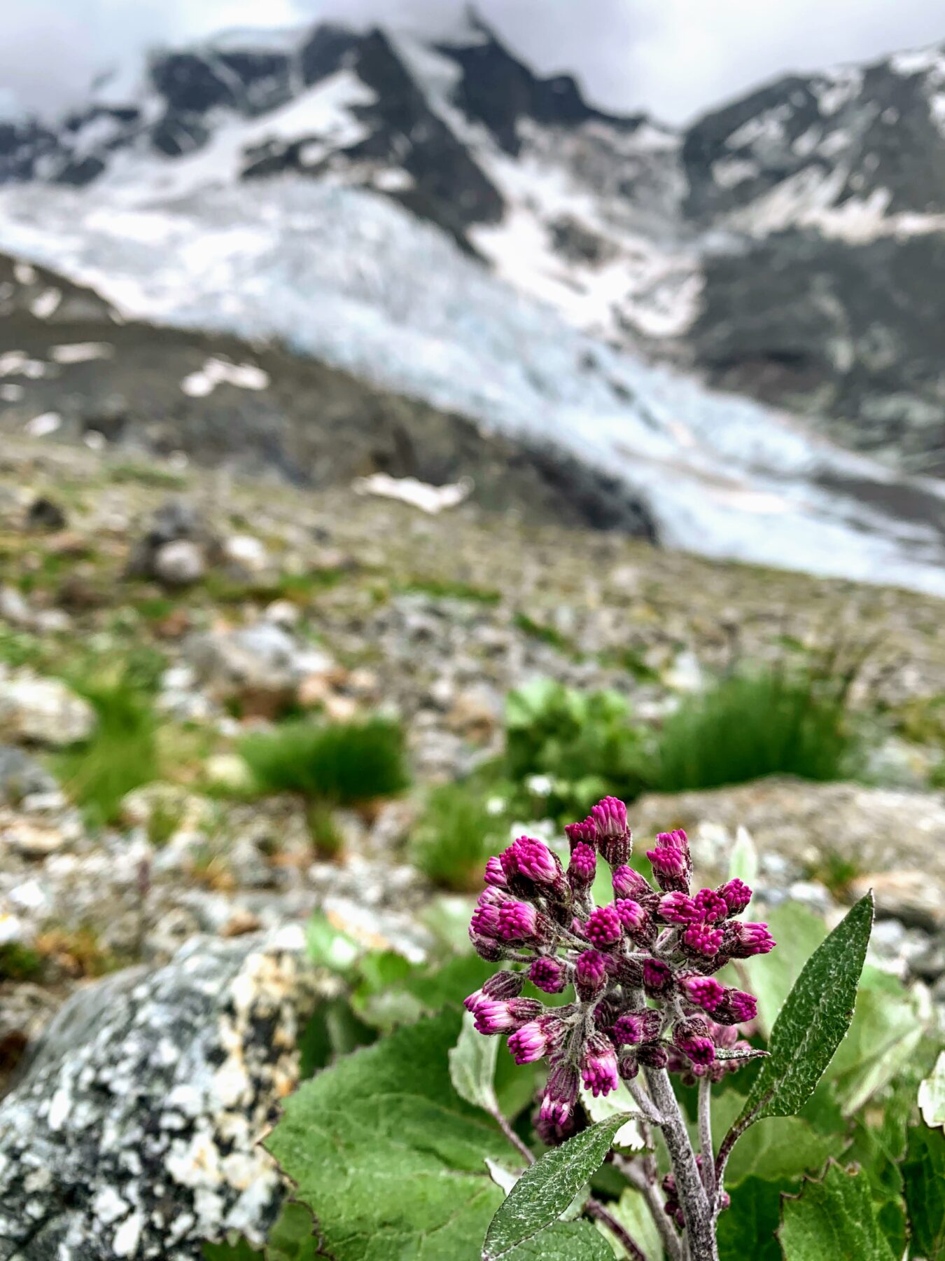 wanderung_tschiervahuette_