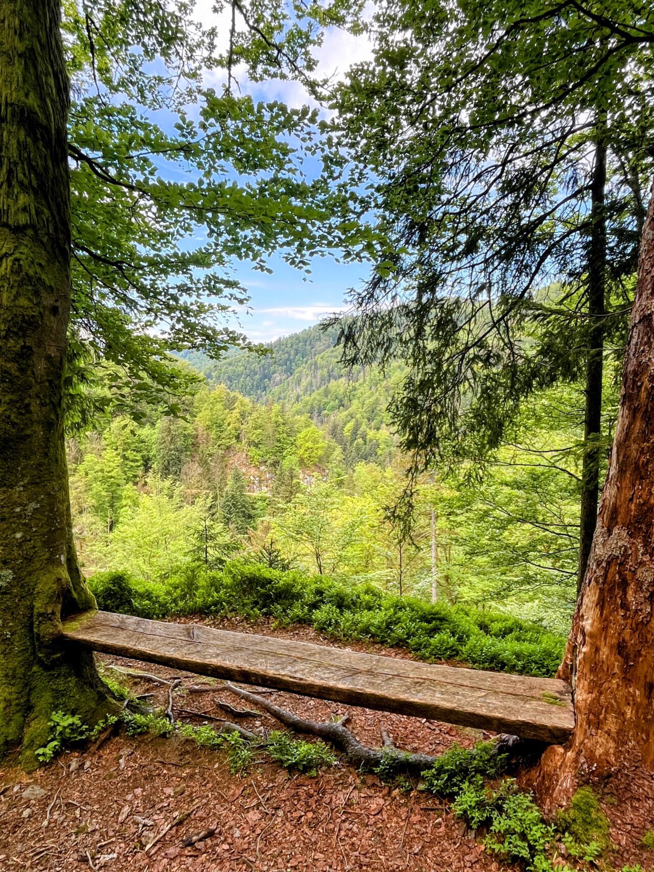 wanderung_schluchtensteig_schwarzwald_