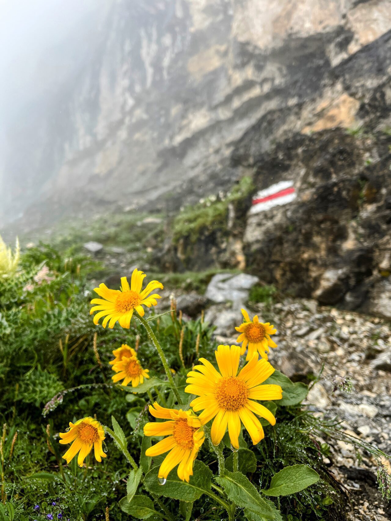 Ab hier geht der Pfad ziemlich geradeaus hoch zum Hohtürlipass und nur die allerwenigsten werden hier ohne Unterstützung der Wanderstöcke laufen! Am heutigen Tag treffen wir unterwegs nur wenig andere Wanderer - an einem sonnigen Tag ist auf dieser sehr beliebten Wanderung unglaublich viel los.