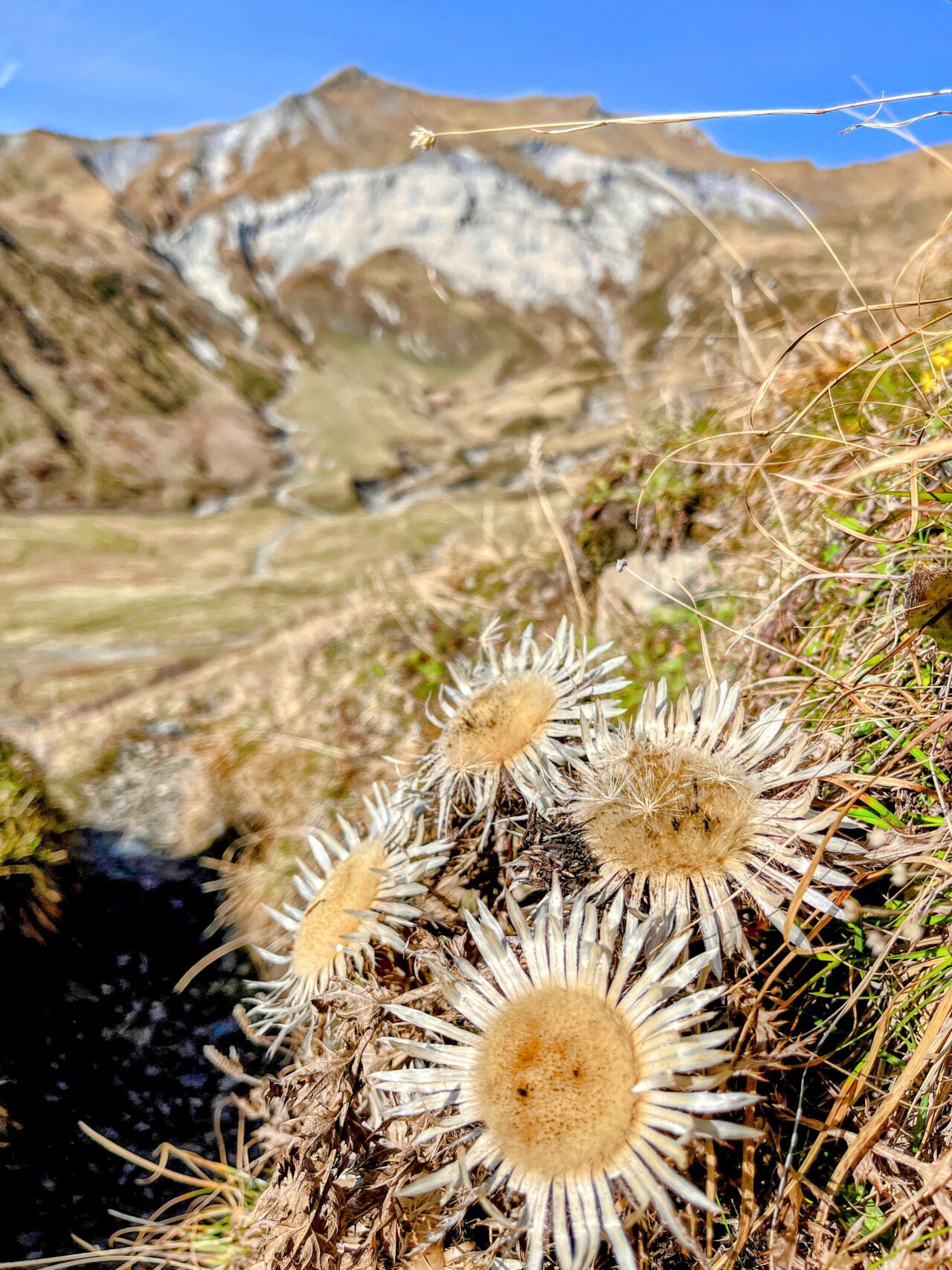 via_alpina_etappe_3_weisstannen_elm_