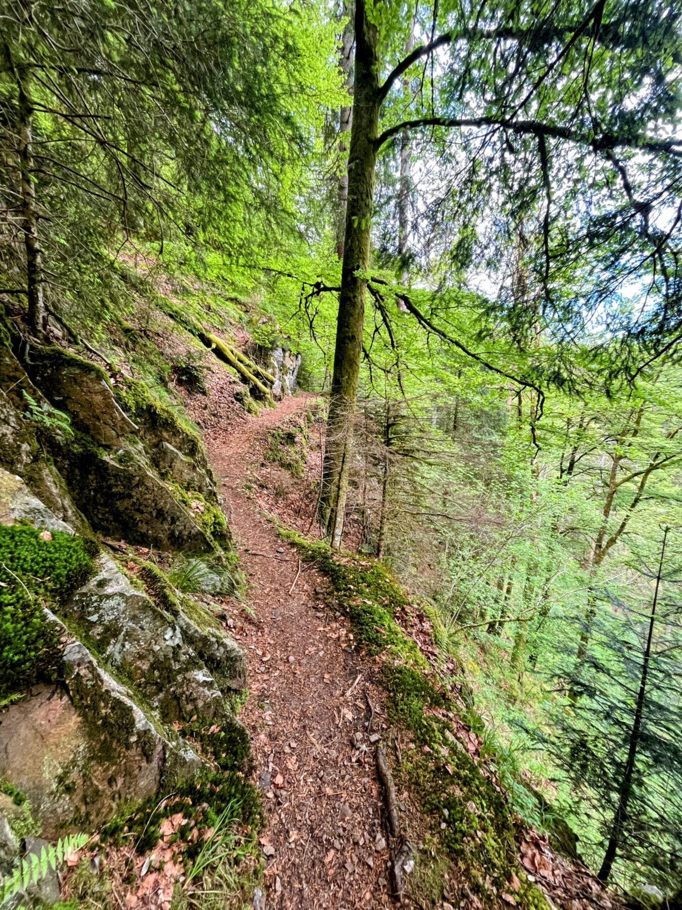 wanderung_schluchtensteig_schwarzwald_