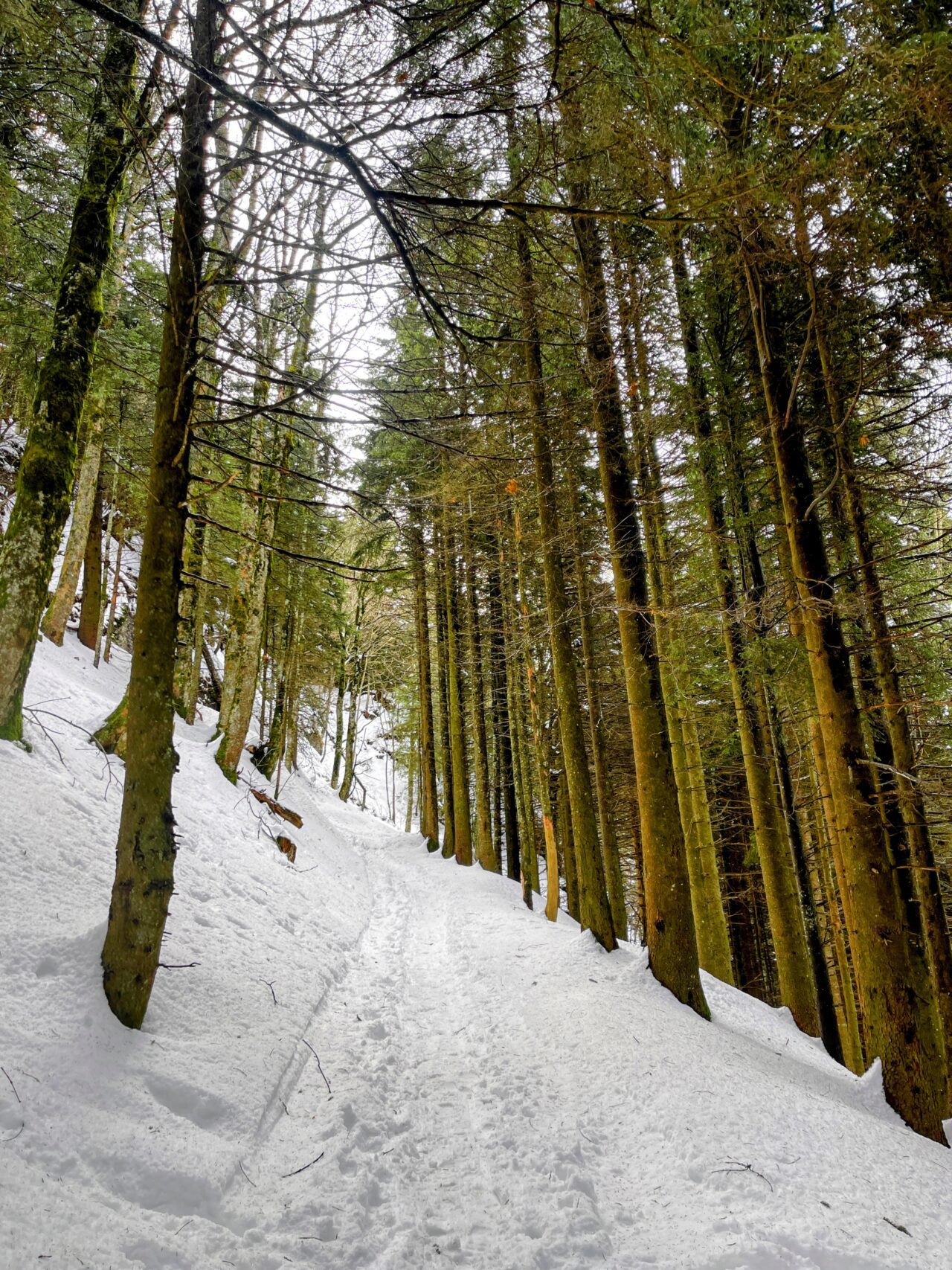 schneeschuhwanderung-seebodenalp-rigistaffel-rotstock-chaenzeli-_IMG_8100