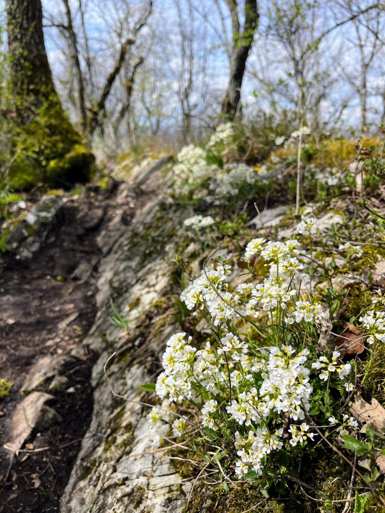 gratwanderung_laegern_