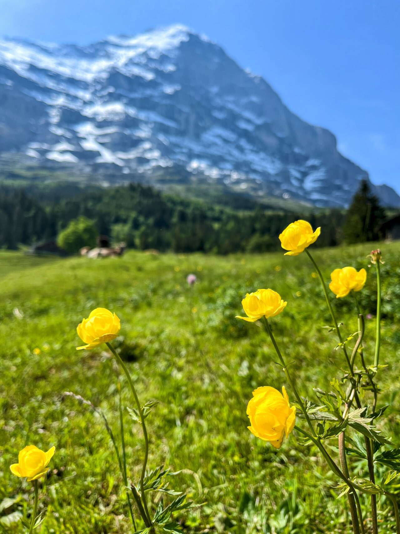 wanderung_via_alpina_grindelwald_lauterbrunnen_