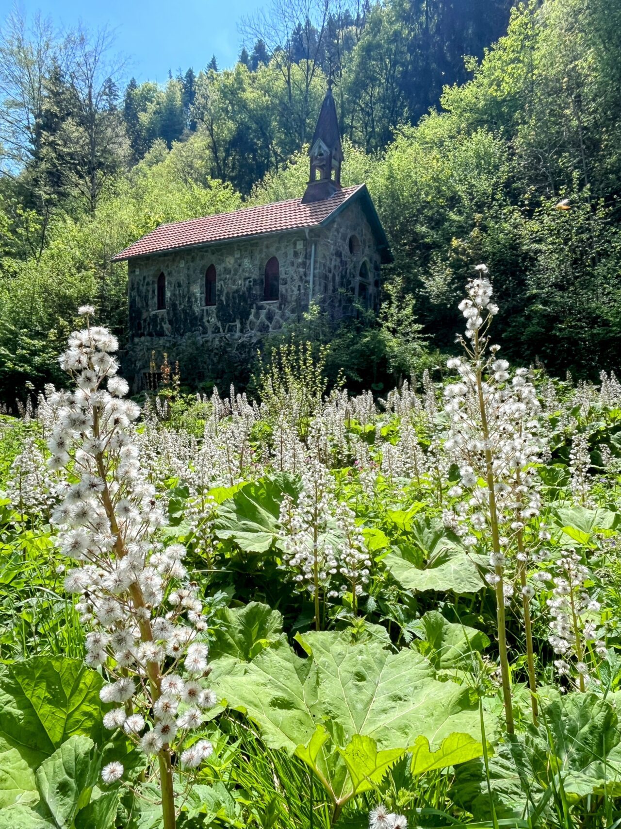 wanderung_schluchtensteig_schwarzwald_
