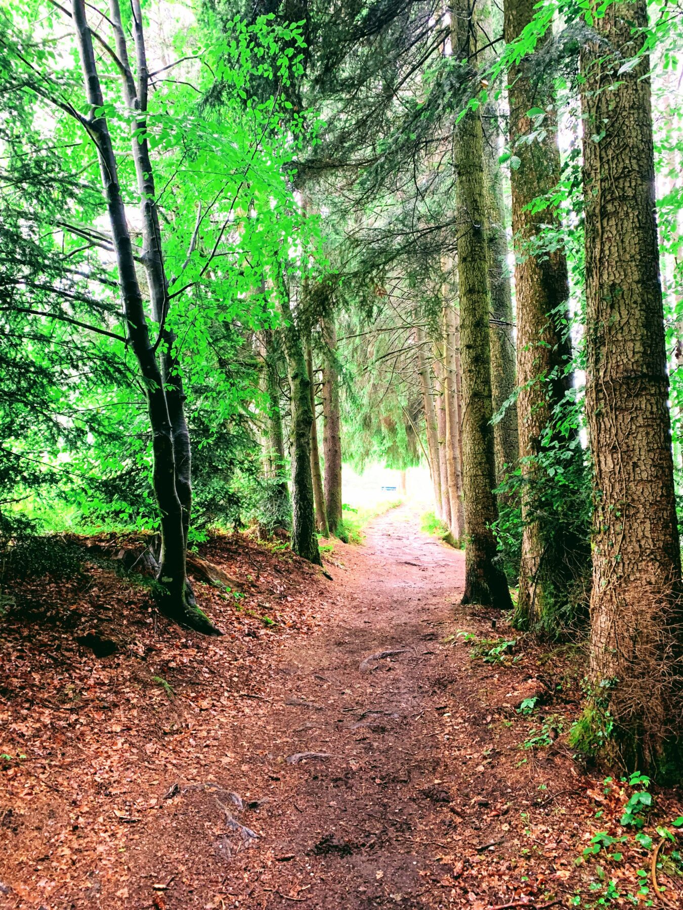 wanderung_waldstaetterweg_kuesnacht_am_rigi_luzern_