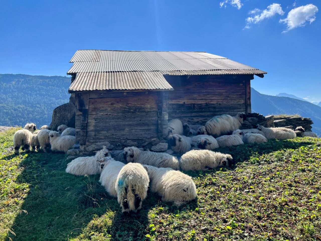 wanderung_oberaletschhuette_