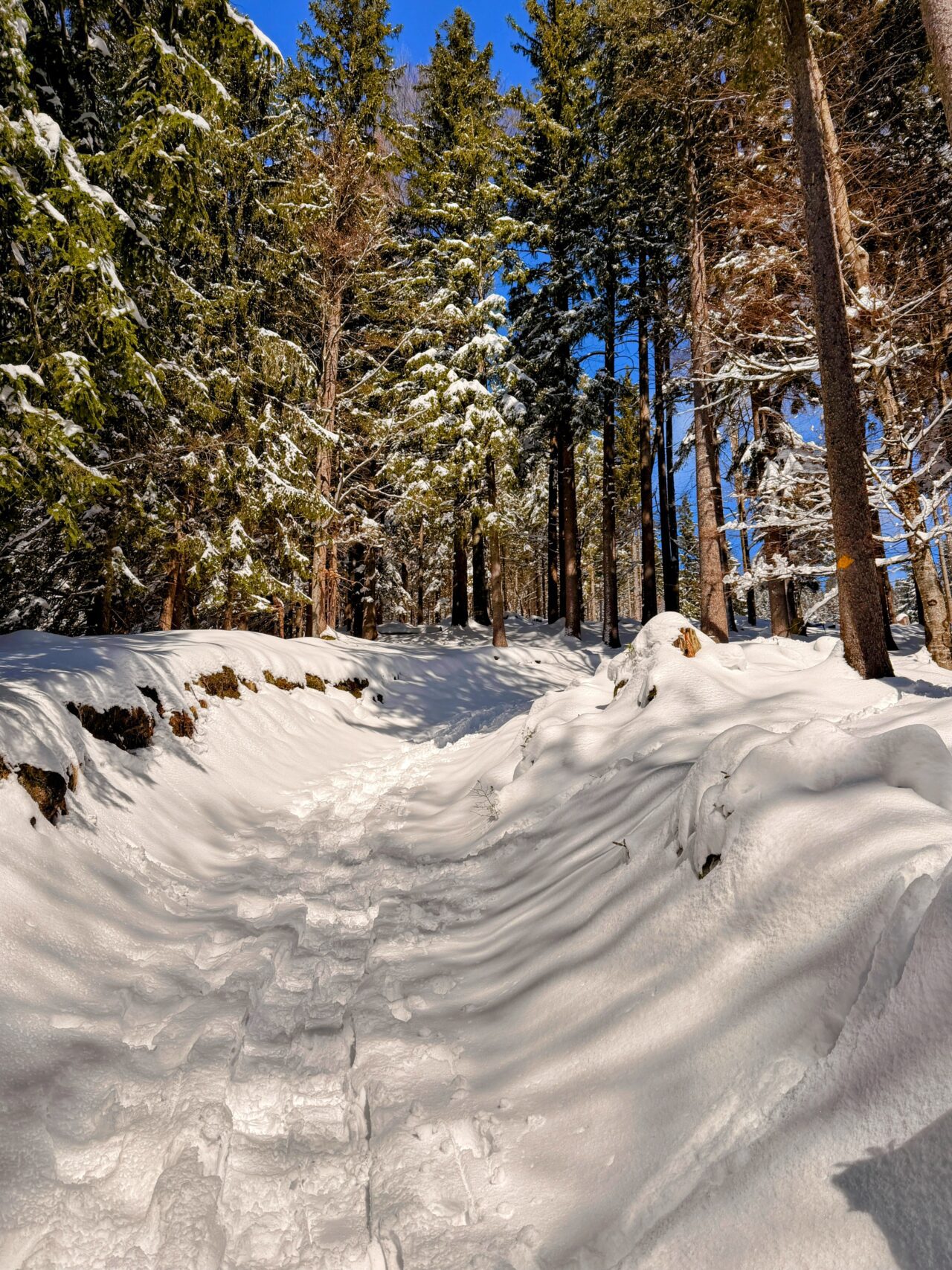 schneeschuhtour_lehmen_kronberg_chammhaldenhuette_schwaegalp__IMG_1329