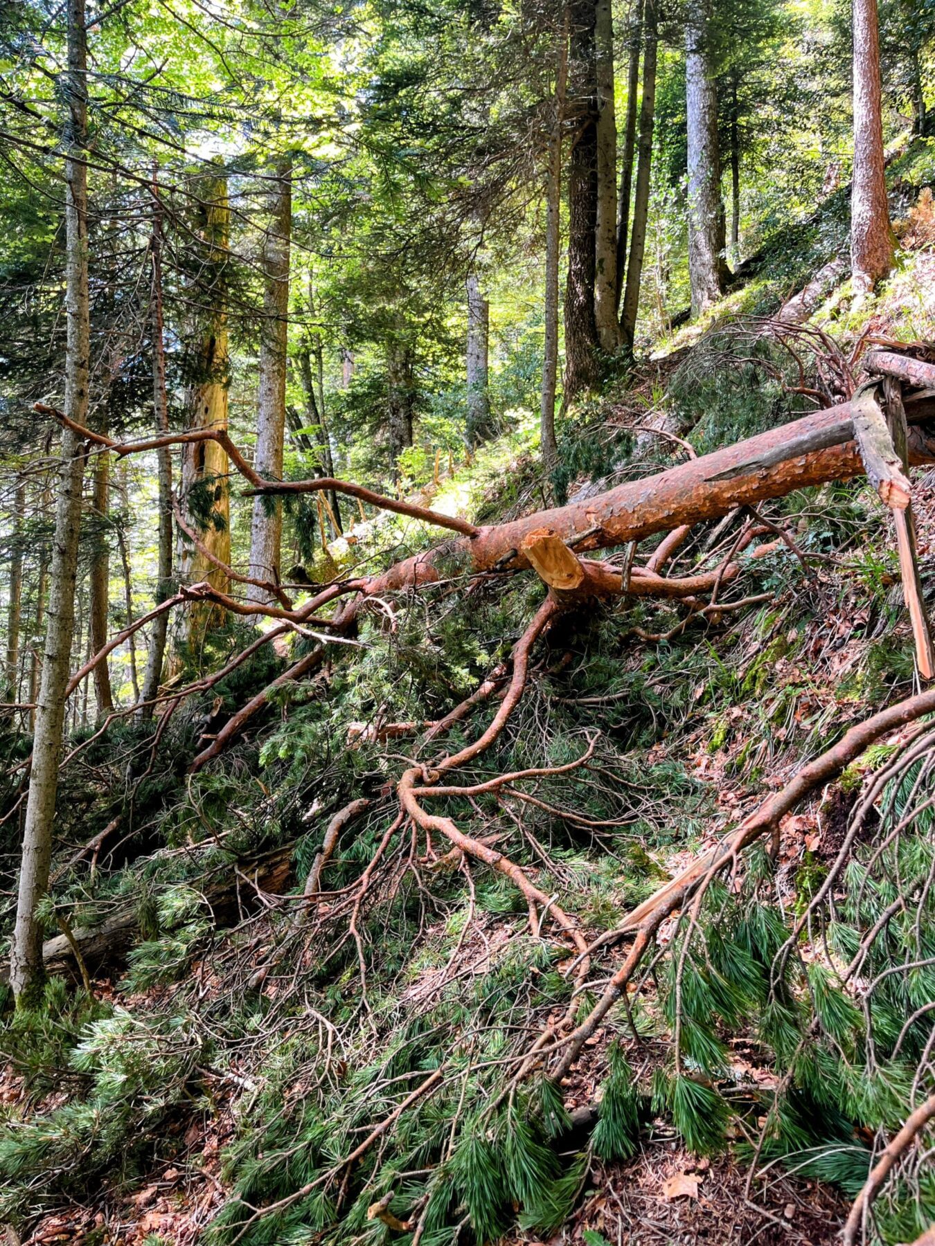 wanderung_brunnen_urmiberg_schwand_stockflue_