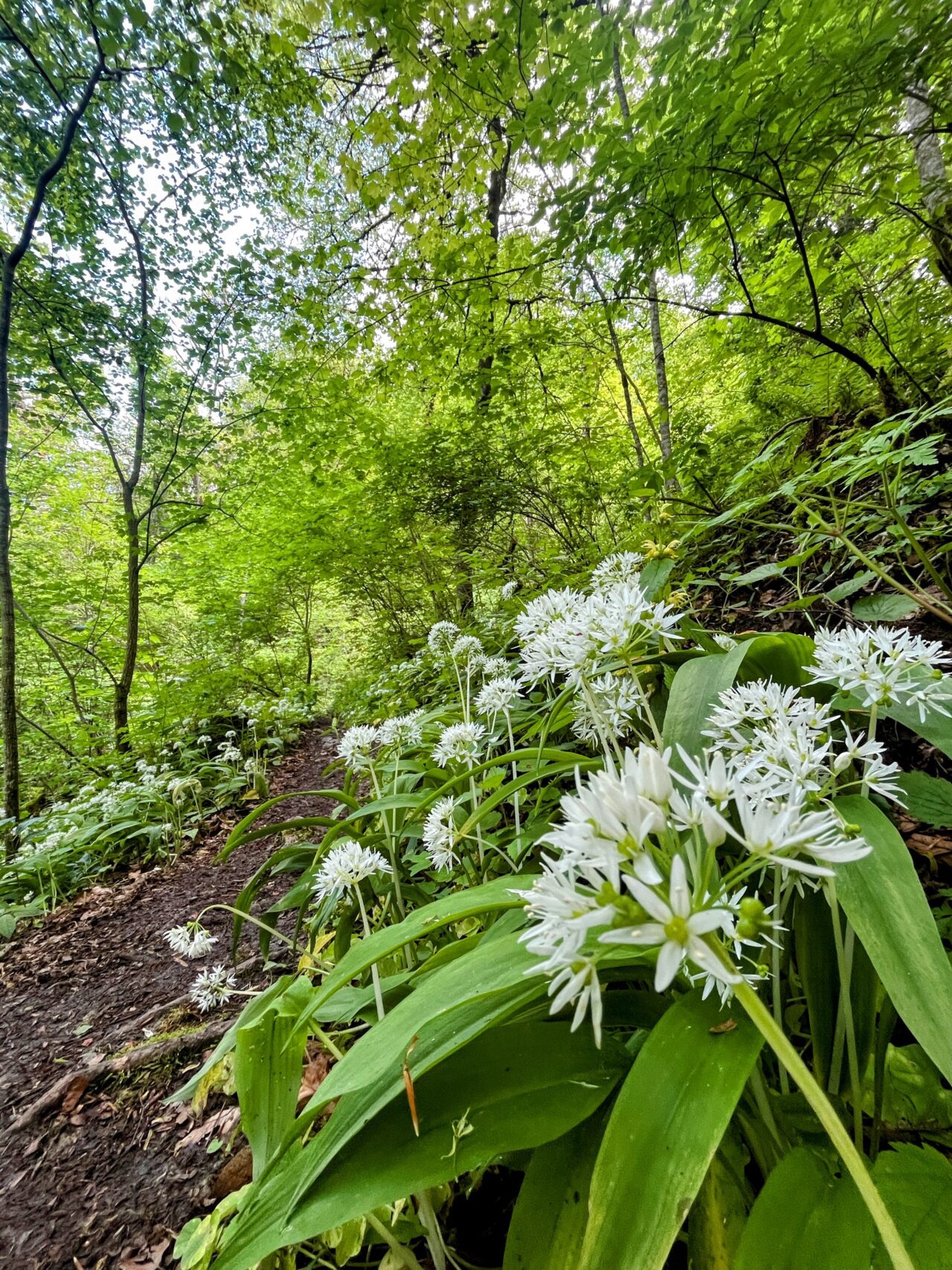 wanderung_schluchtensteig_schwarzwald_