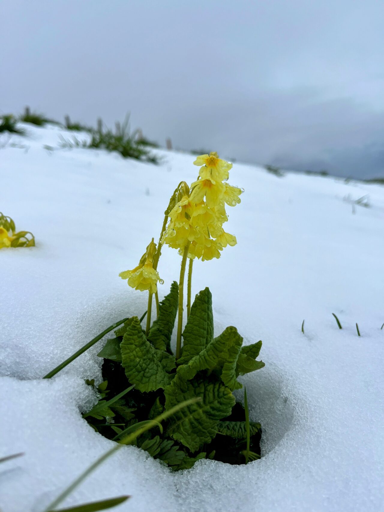 wanderung_hintere_unteriberg_stoos_fronalpstock_