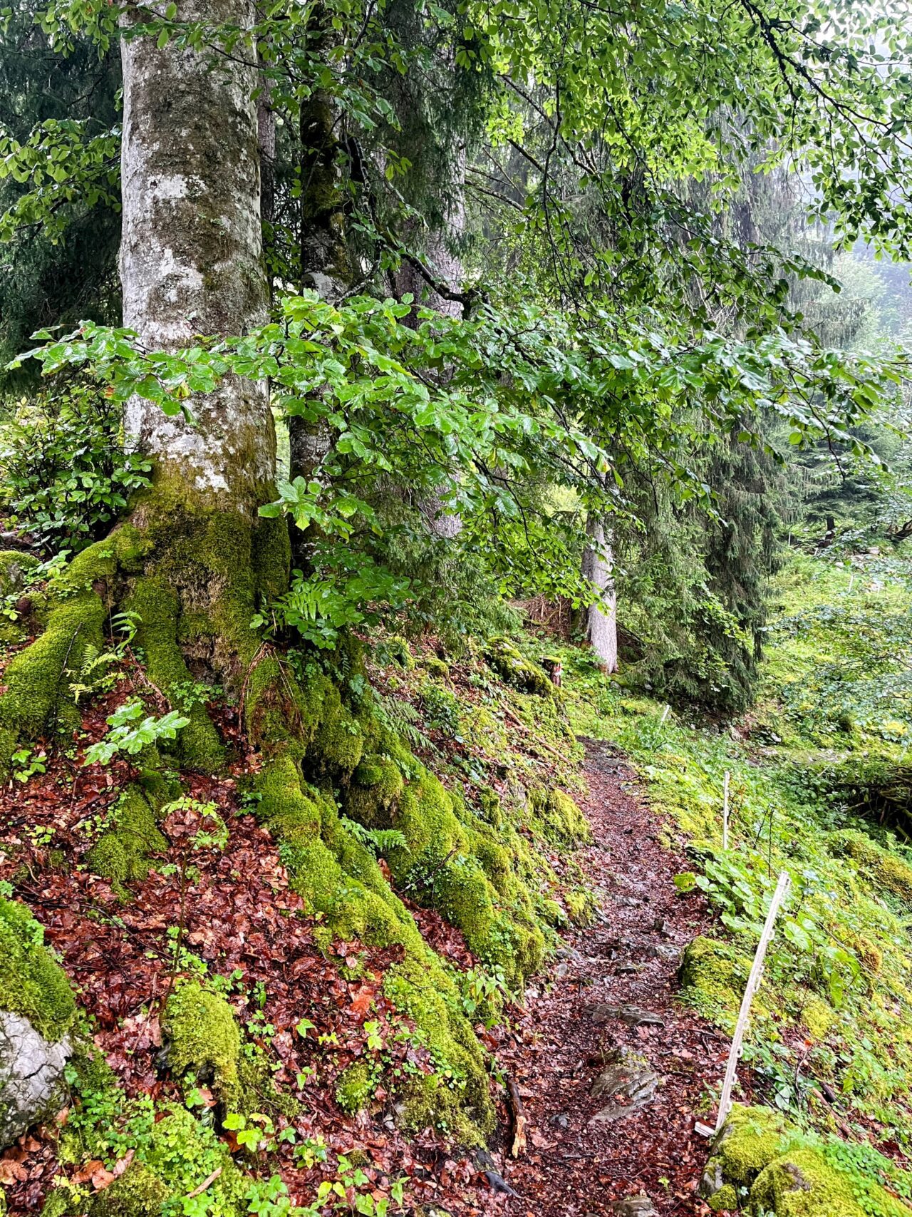 wanderung_glaernischhuette_