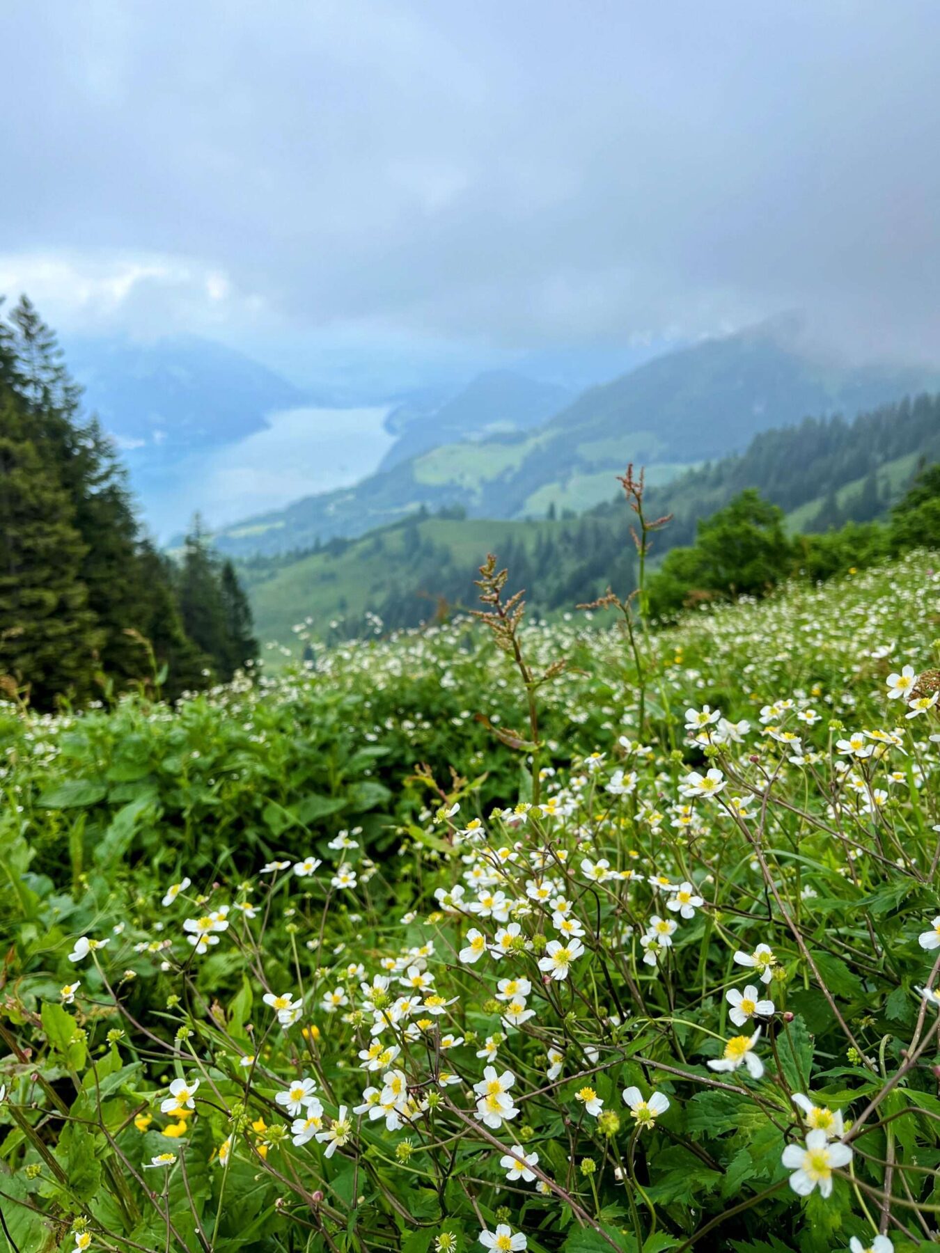 wanderung_buochserhorn_