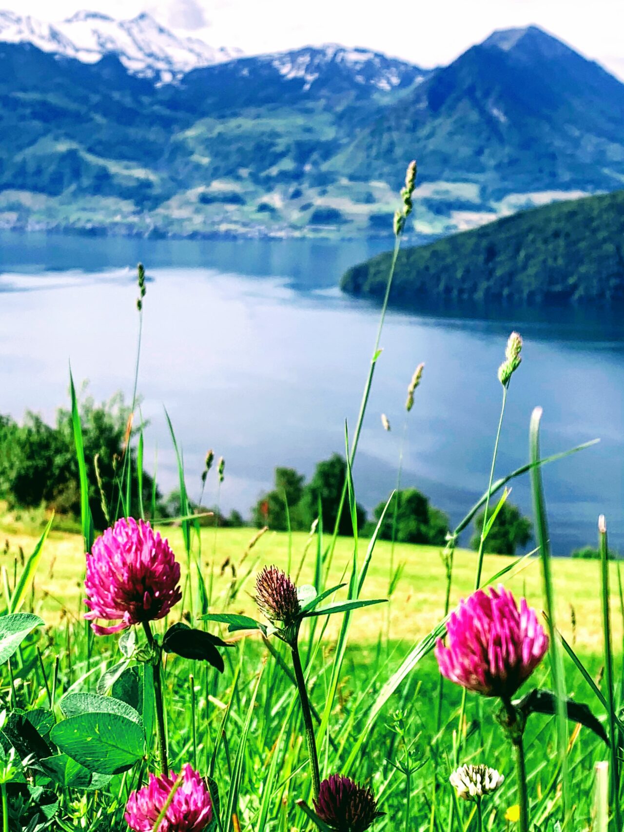 wanderung_waldstaetterweg_vitznau_kuesnacht_am_rigi_