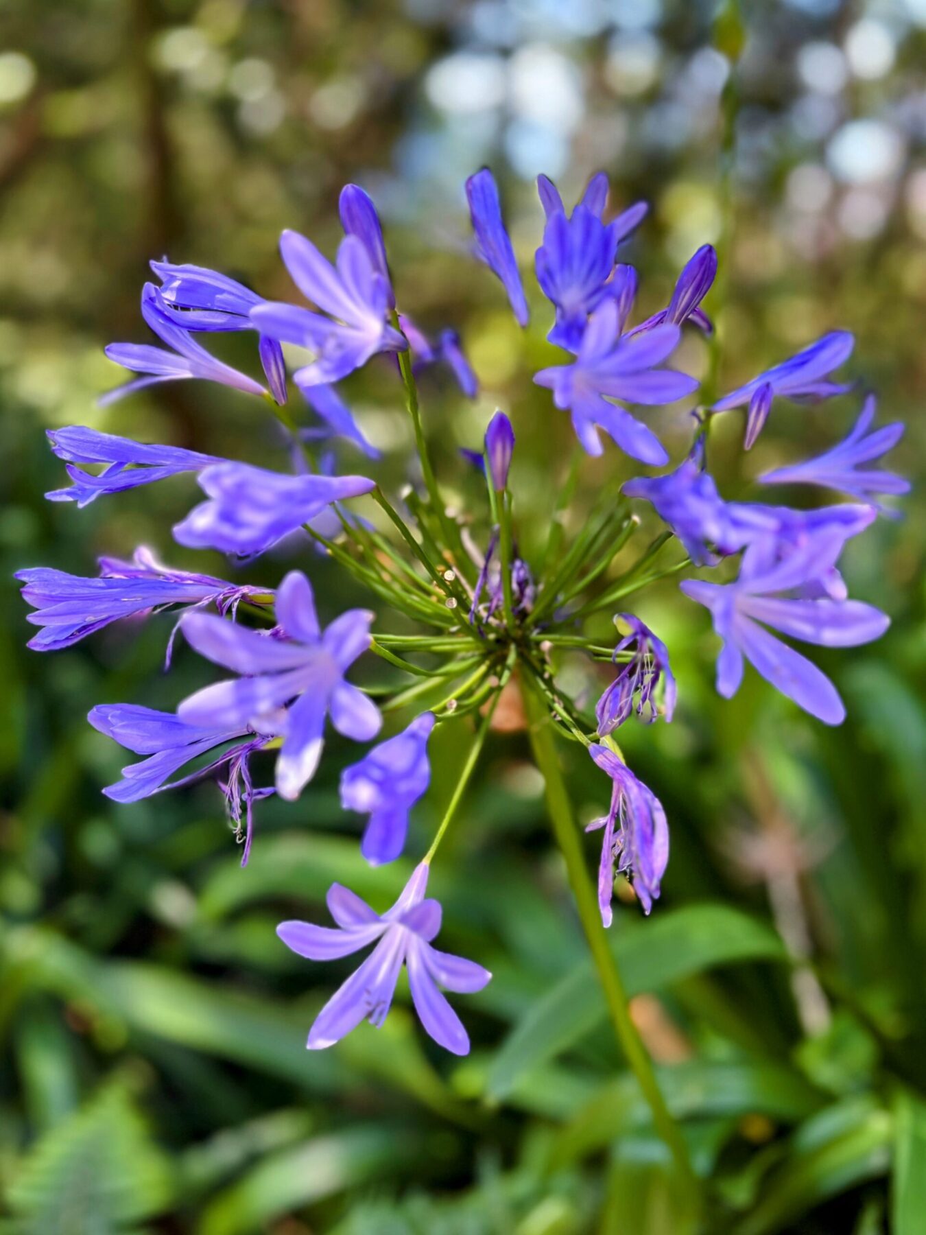 wanderung_monte_botanischer_garten_funchal_