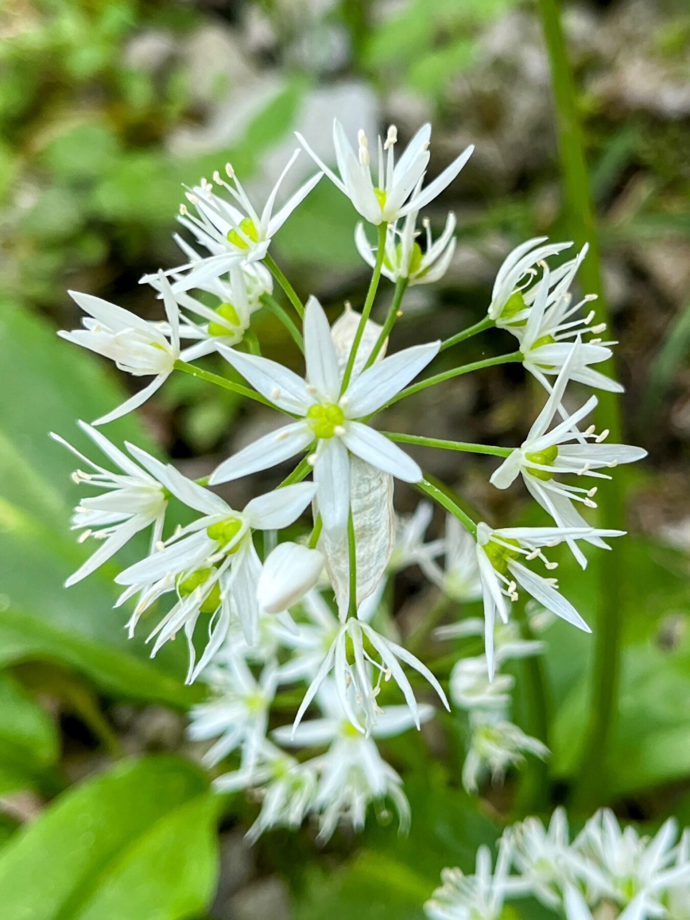 wanderung_niederbauen_chulm_