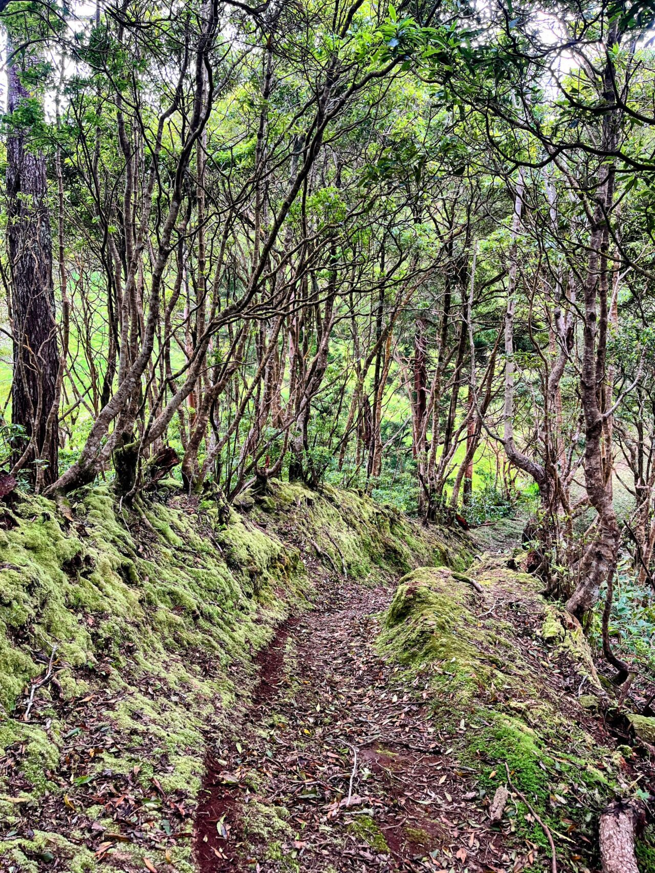 wanderung_ilha_a_pe_tag_4_norte_baia_do_raposo_