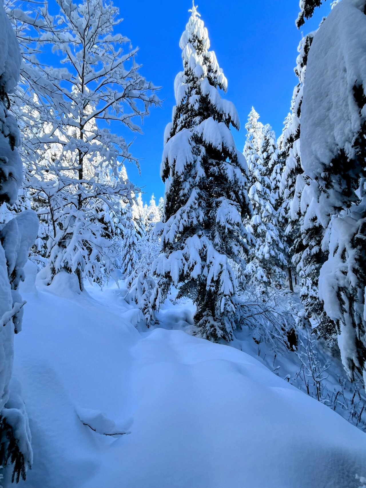 schneeschuhwanderung_rothenthurm_ahoren_biberbrugg__IMG_2352