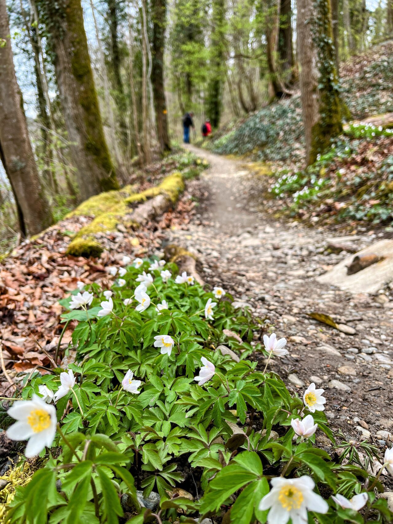 wanderung_rheinau_rheinfall_schaffhausen_