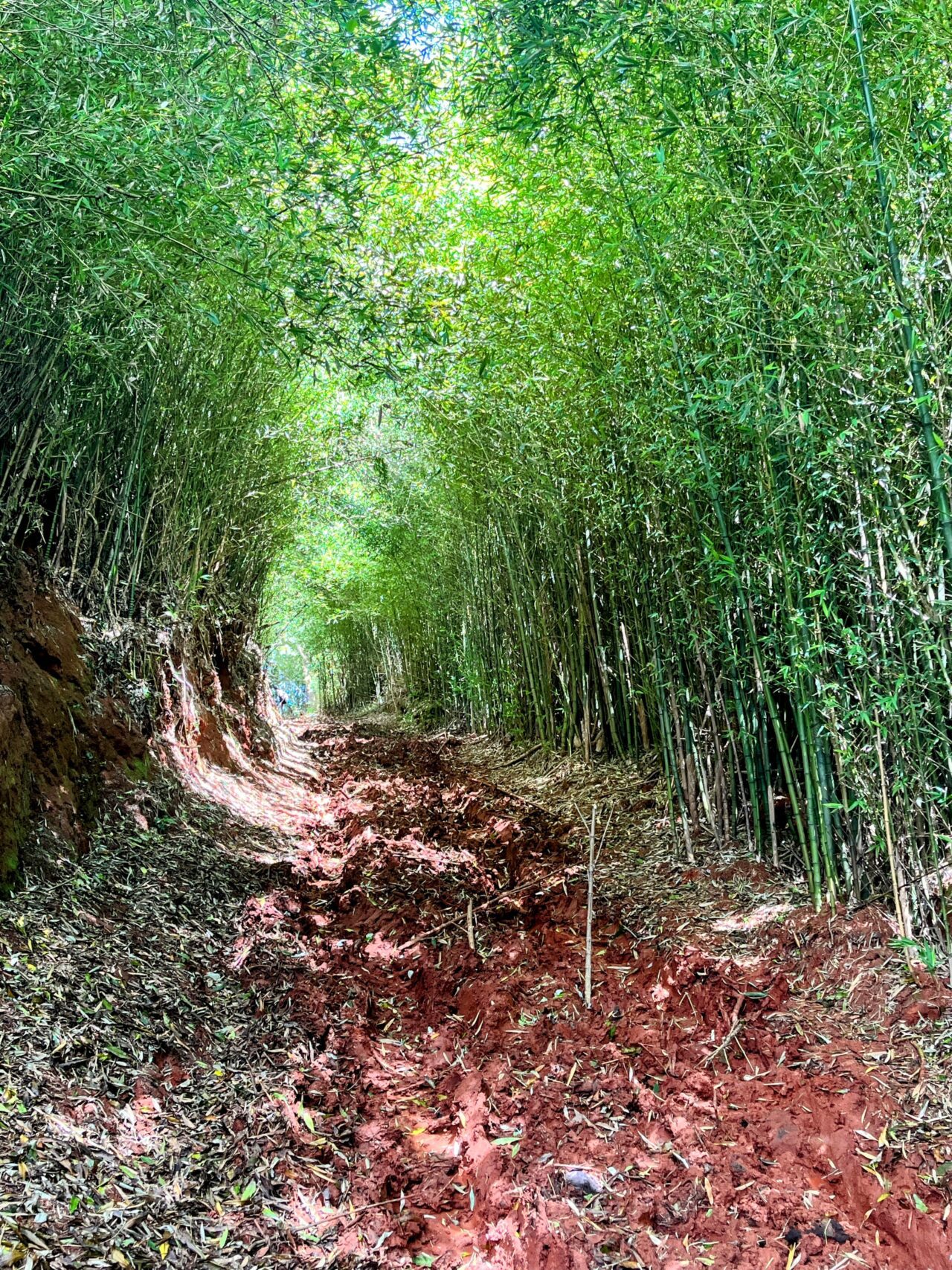 wanderung_ilha_a_pe_tag_2_malbusca_lapa_IMG_