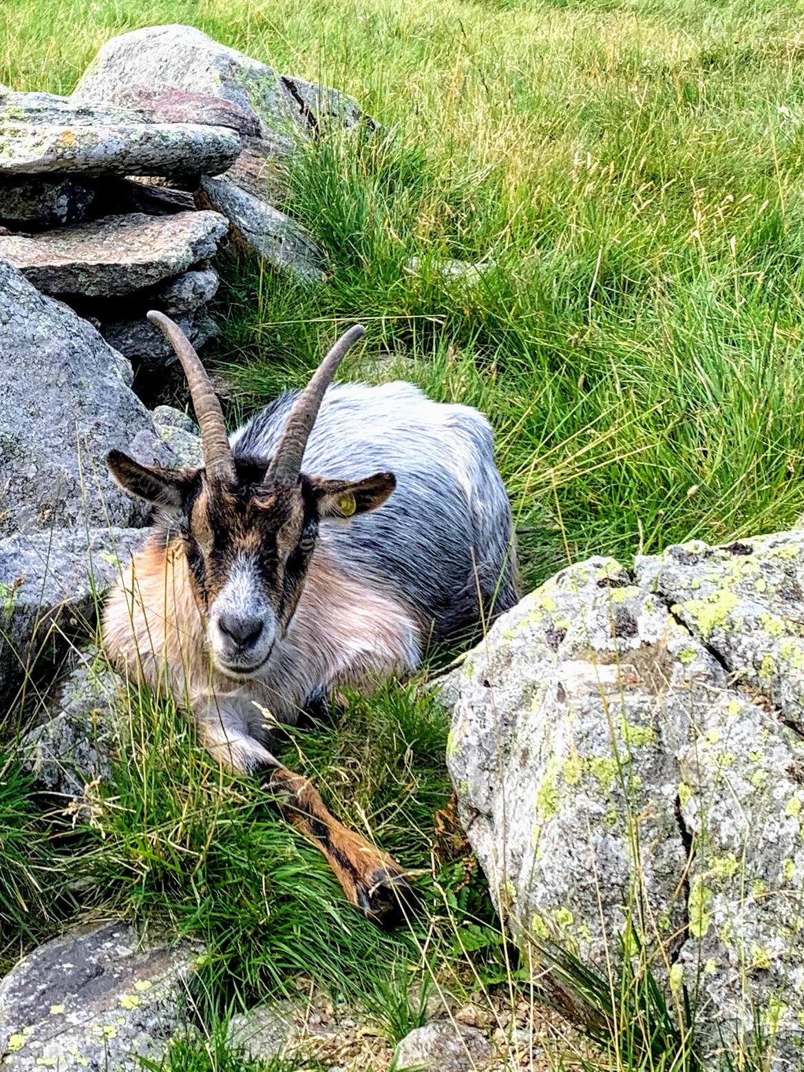 alpenueberquerung_mit_kindern_etappe_9_pfandler_alm_hirzer_huette_