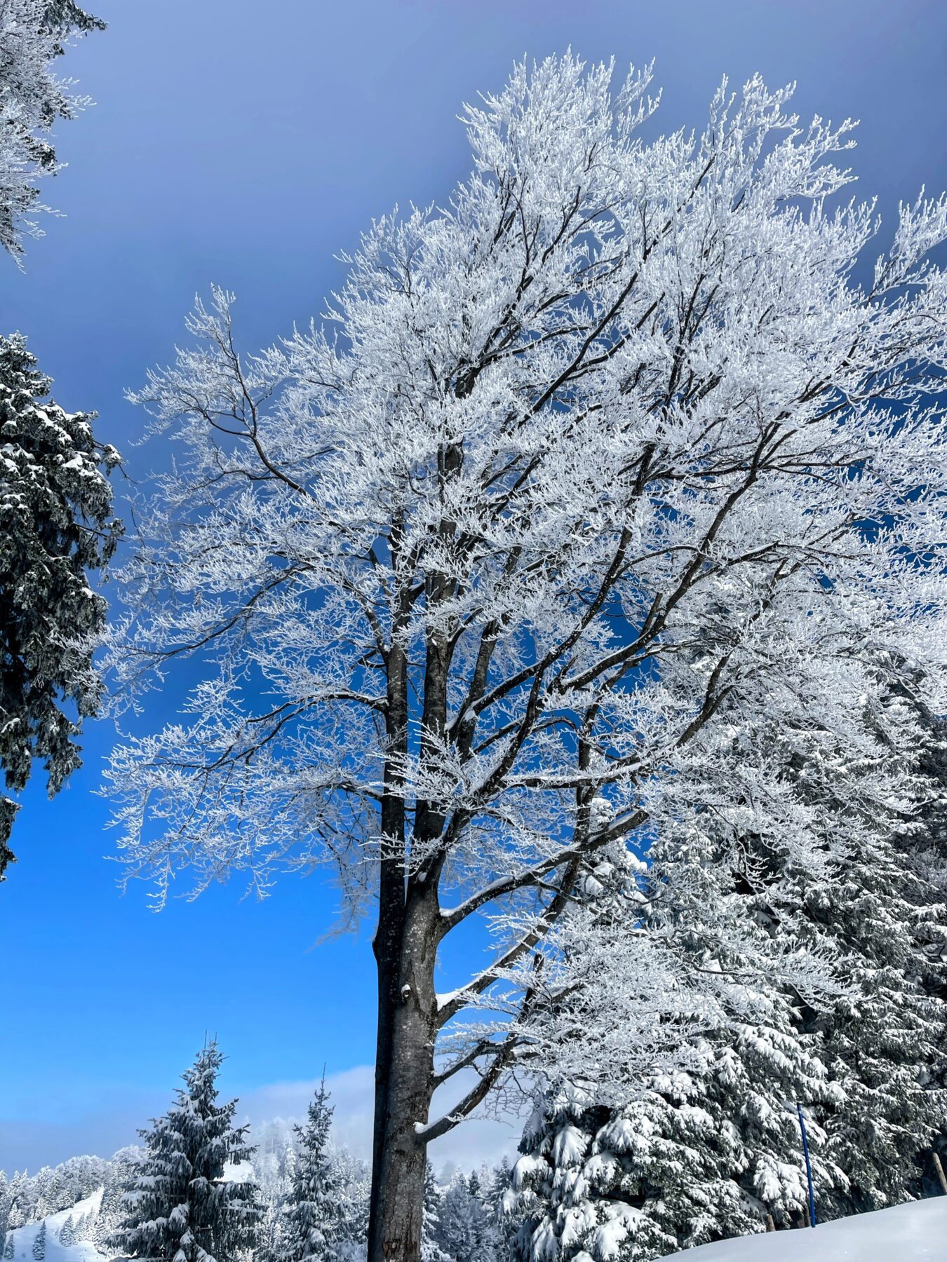 schneeschuhwanderung_rieden_tanzboden_