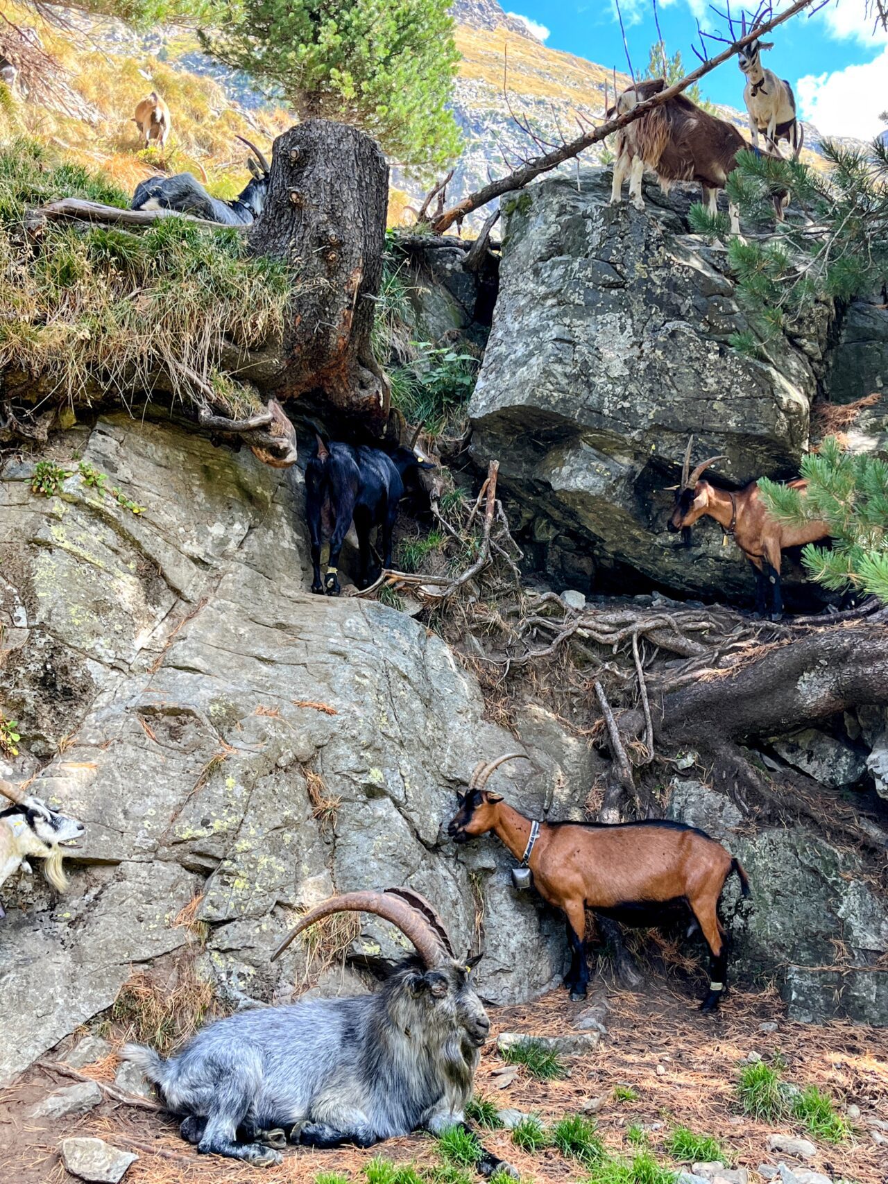 wanderung_sentiero_bernina_sud_