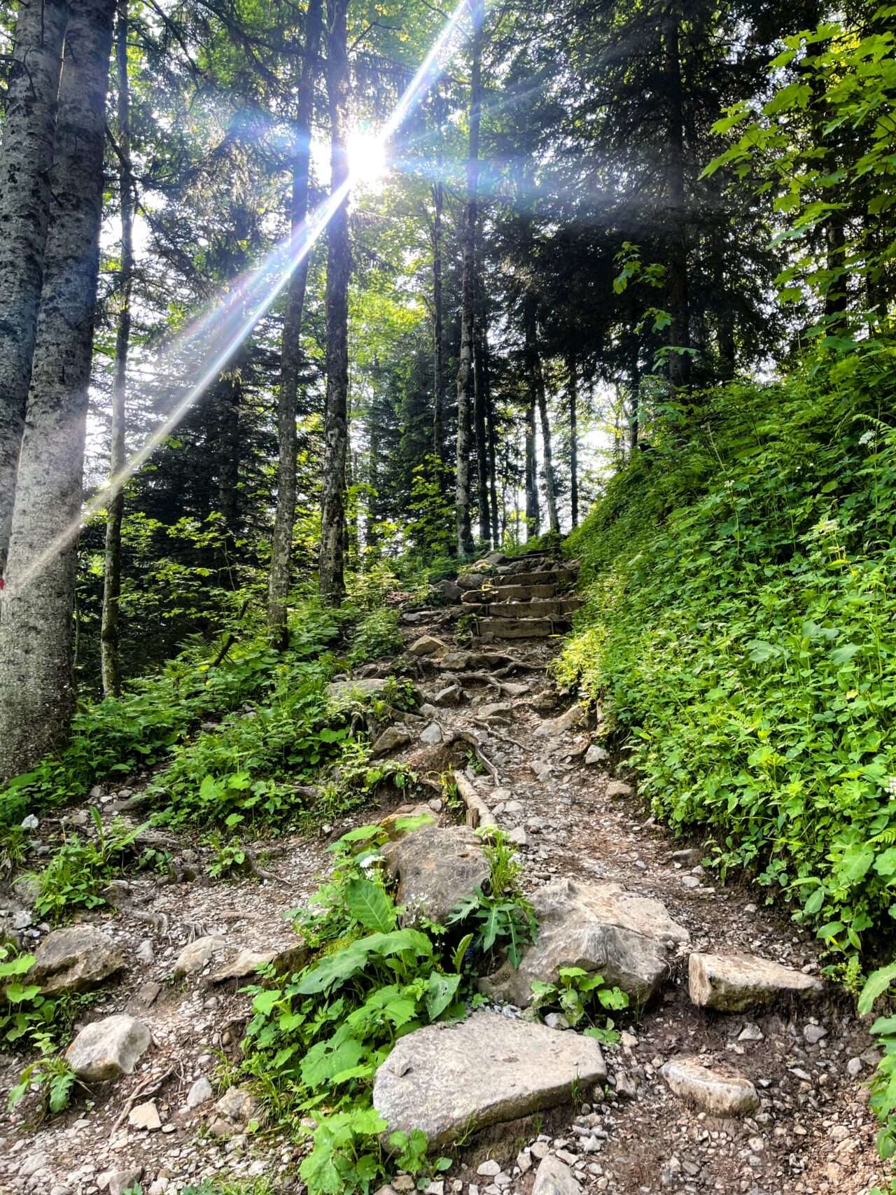 wanderung_brunni_hagenegg_mostelberg_sattel_