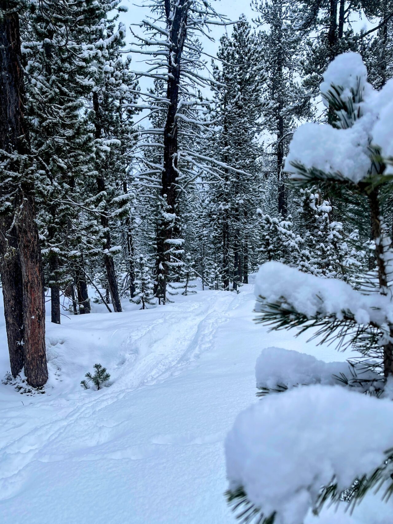 schneeschuhtour_buffalora_